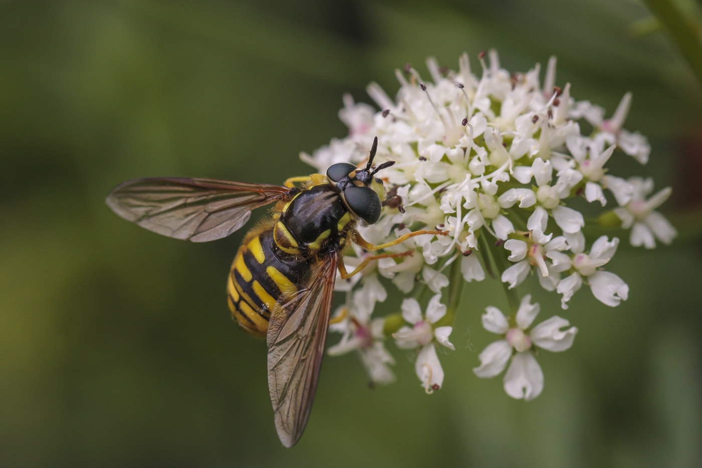 Canon EOS 40D sample photo. Hoverfly photography