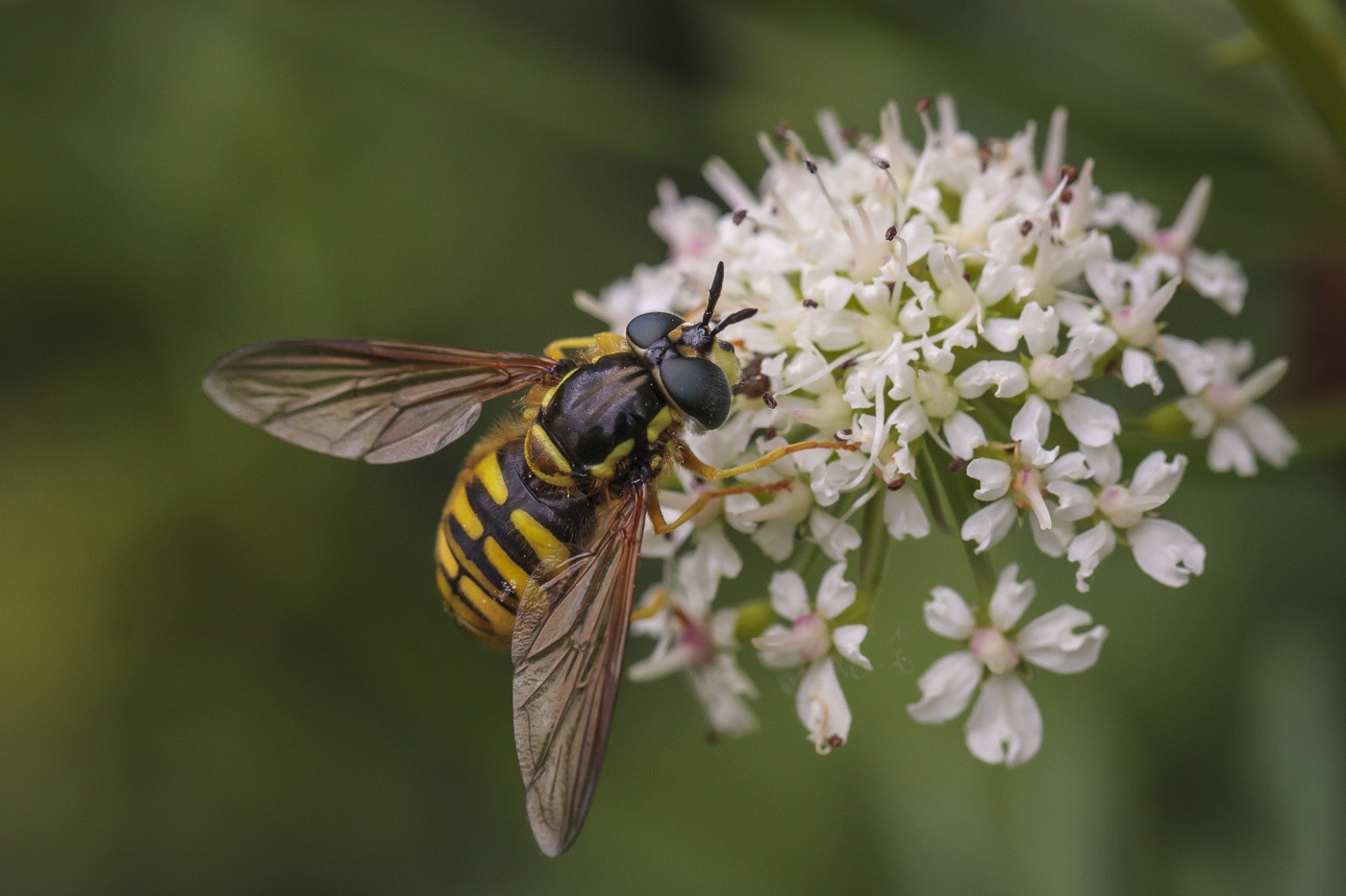 Canon EF 100mm F2.8L Macro IS USM sample photo. Hoverfly photography