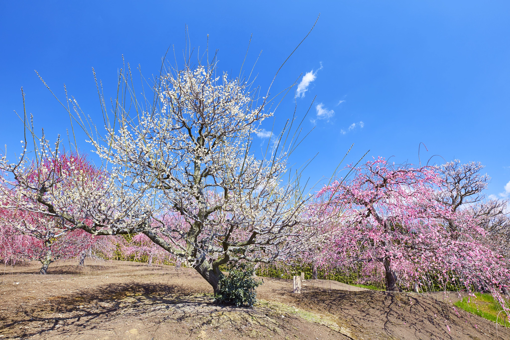 Canon EOS 5DS R + Canon EF 16-35mm F2.8L III USM sample photo. Spring is coming photography