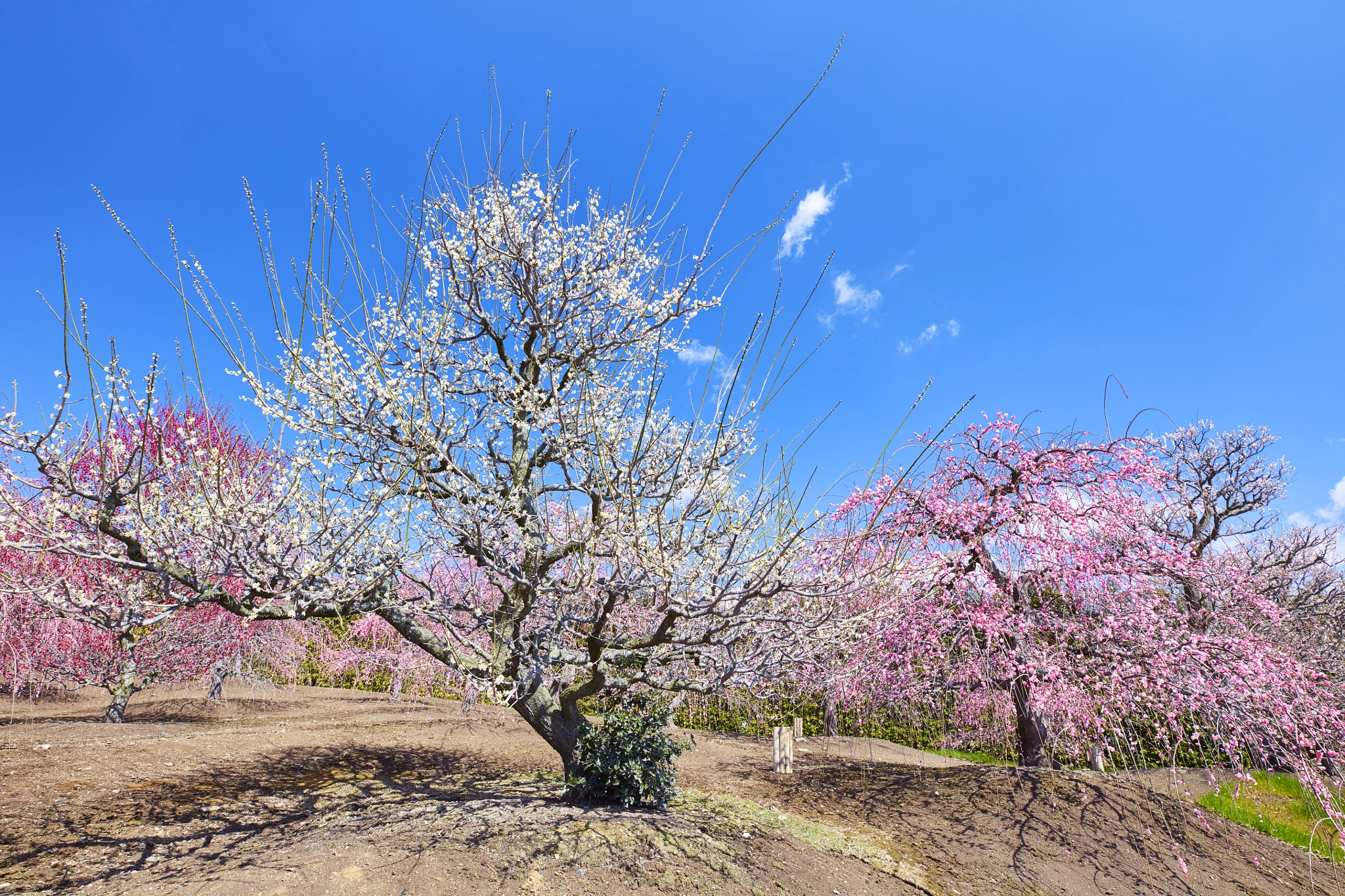 Canon EF 16-35mm F2.8L III USM sample photo. Spring is coming photography
