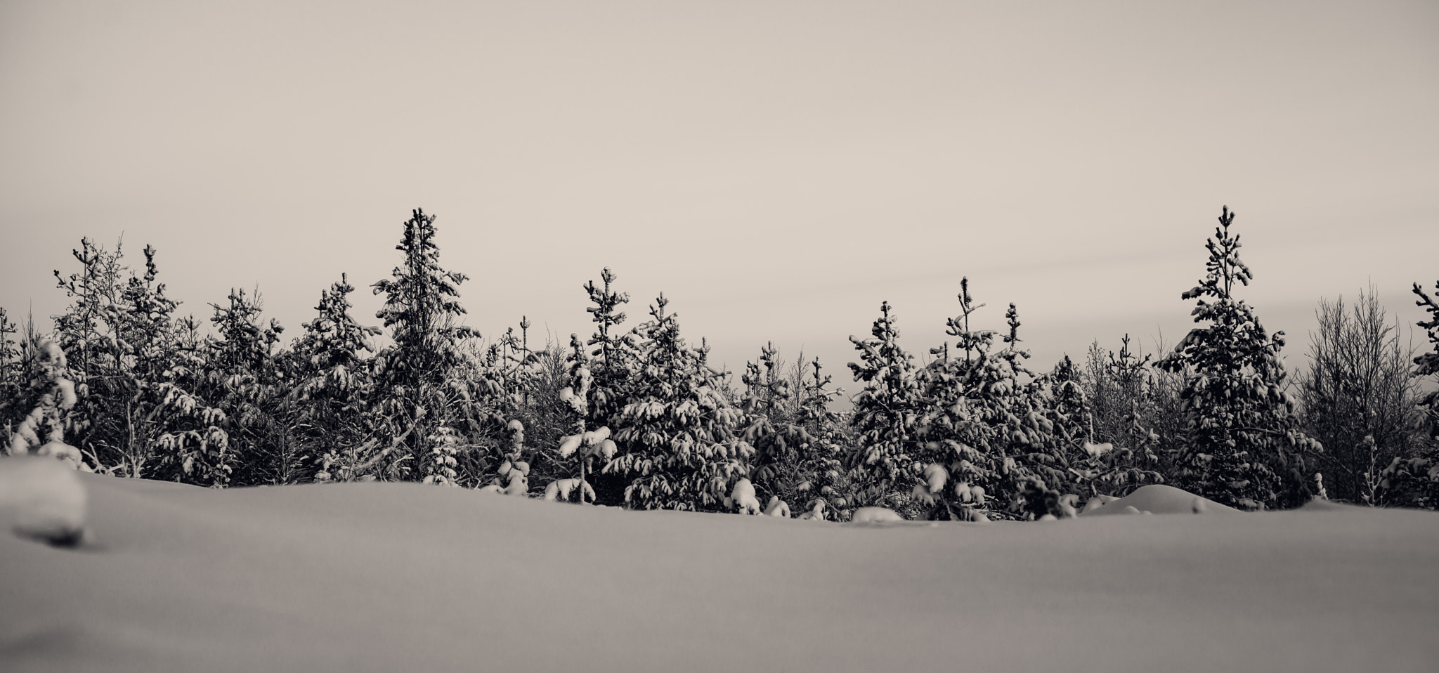 Sigma 50mm F1.4 EX DG HSM sample photo. White. winter. photography