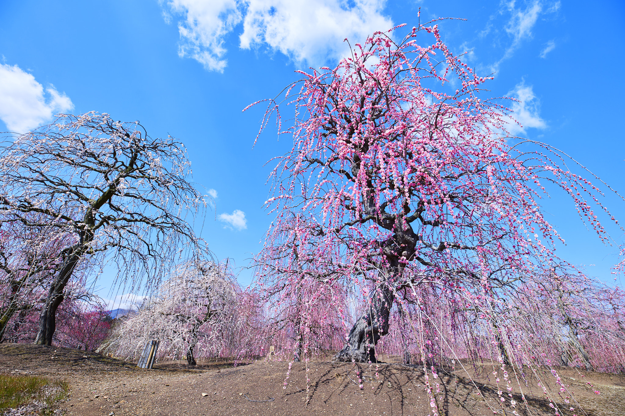 Canon EF 16-35mm F2.8L III USM sample photo. Spring is coming photography