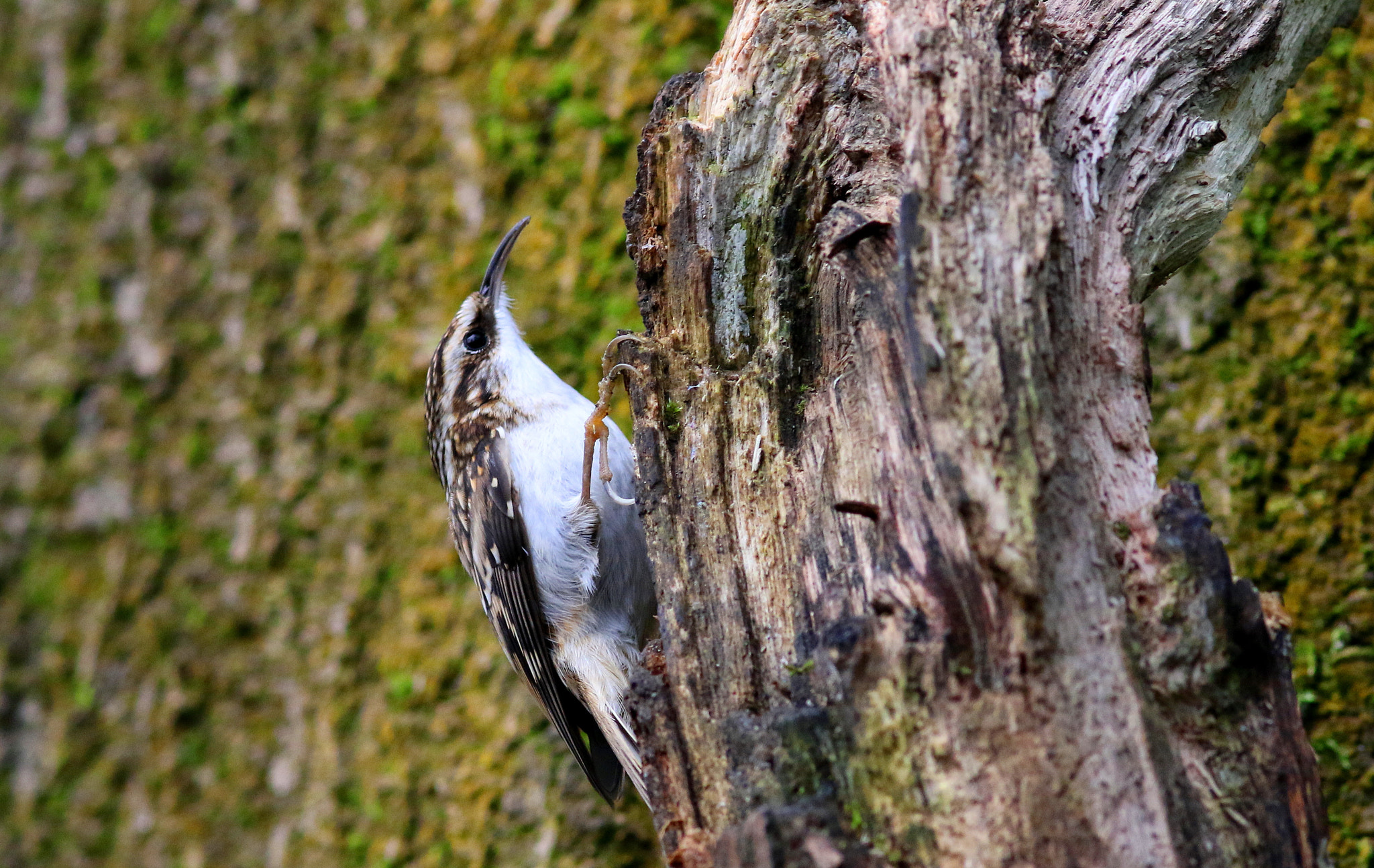 Canon EF 300mm F4L IS USM sample photo. Treecreeper photography