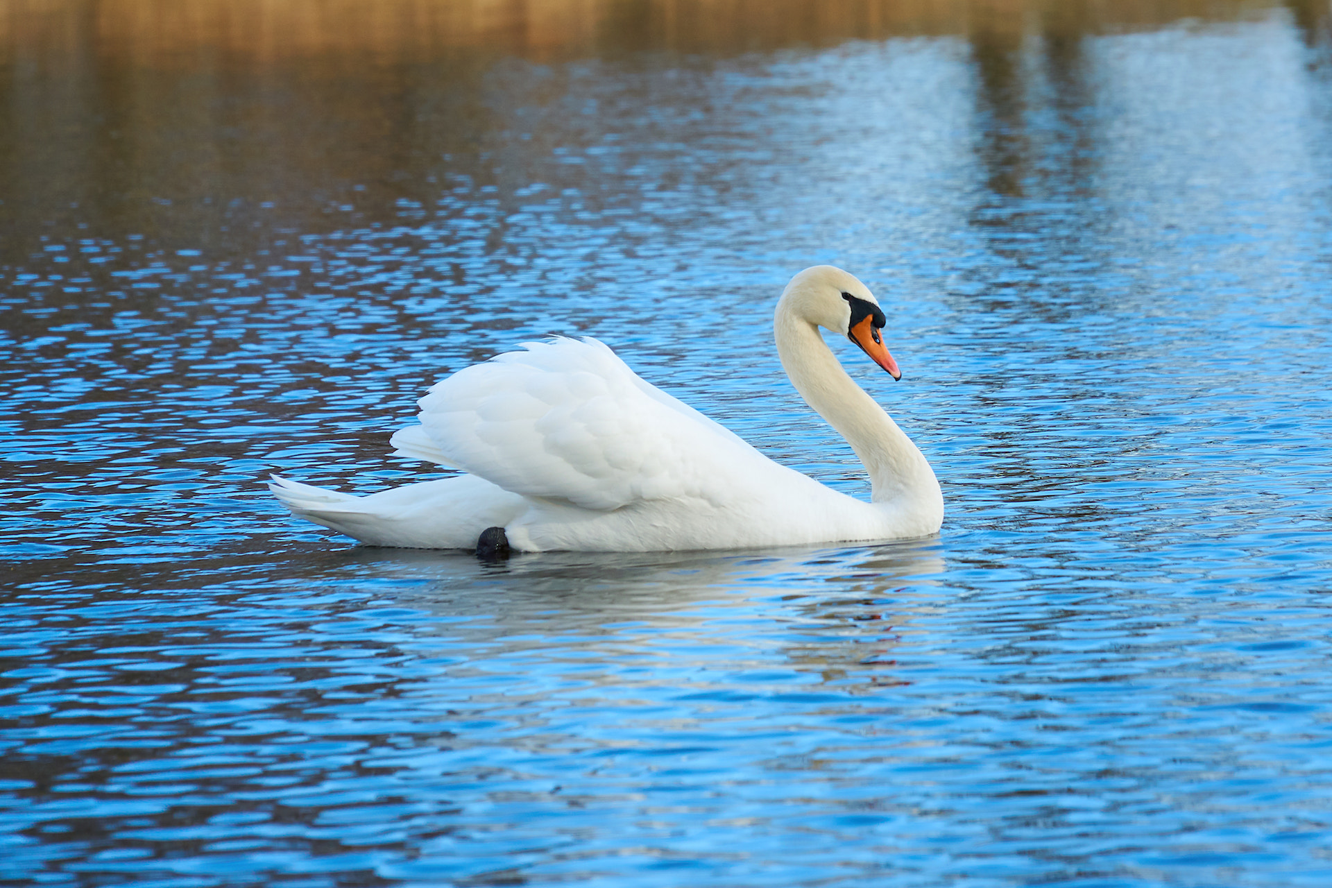 Sony E PZ 18-105mm F4 G OSS sample photo. Beautiful swan - free nature photography