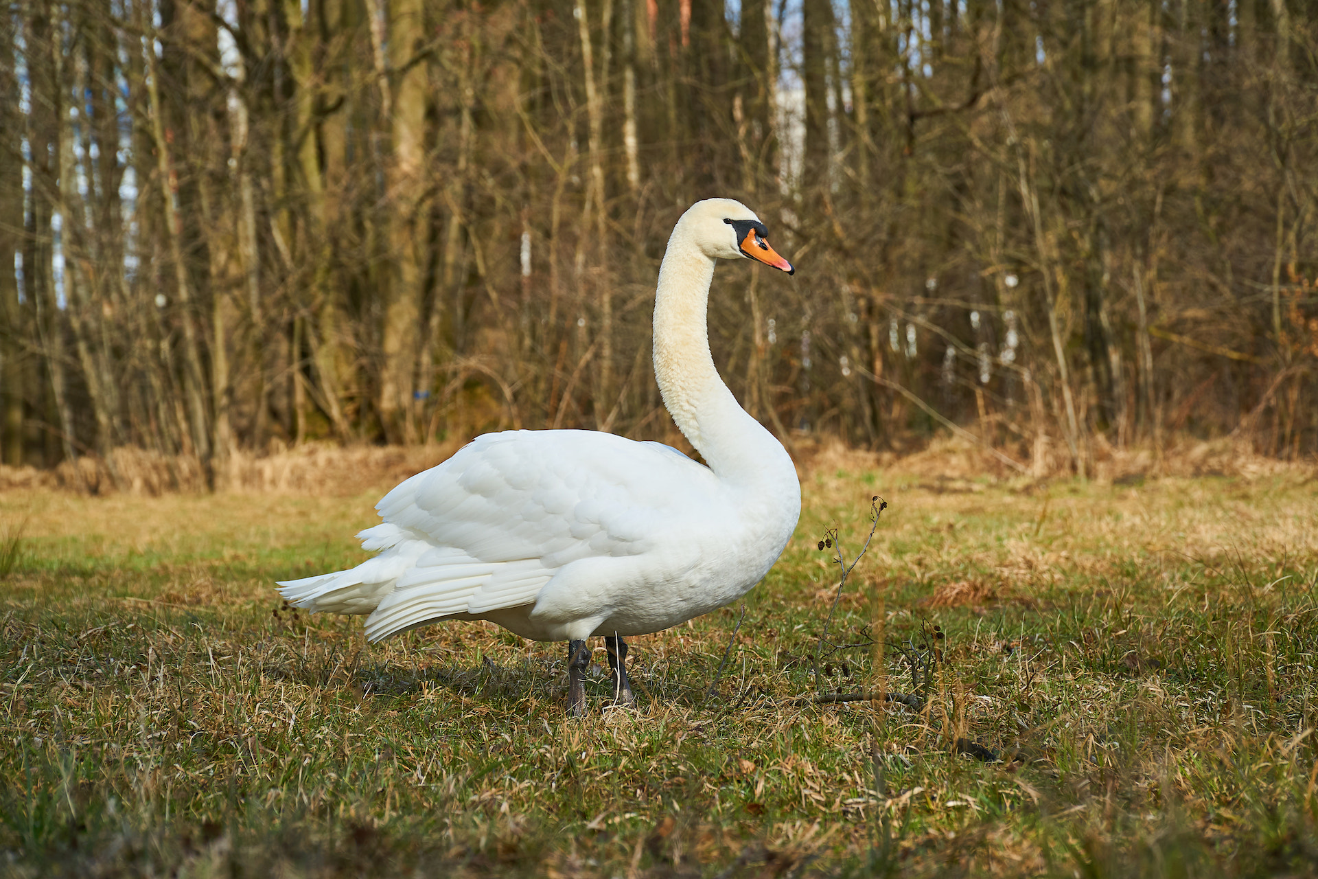 Sony E PZ 18-105mm F4 G OSS sample photo. Beautiful swan - free nature photography