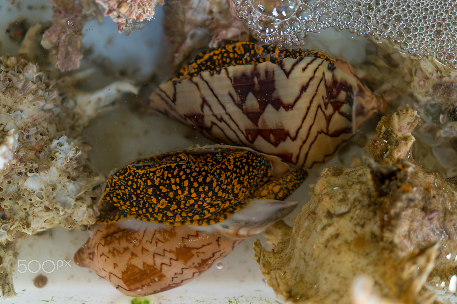 Sony E 35mm F1.8 OSS sample photo. Shellfish in the water photography