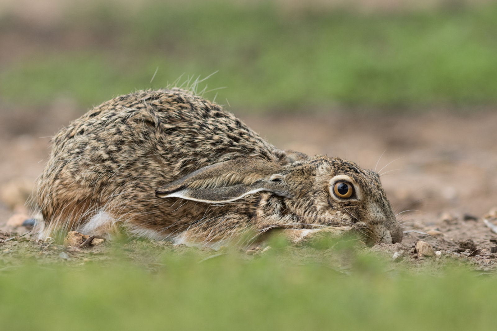 Canon EF 300mm F4L IS USM sample photo. Liebre photography