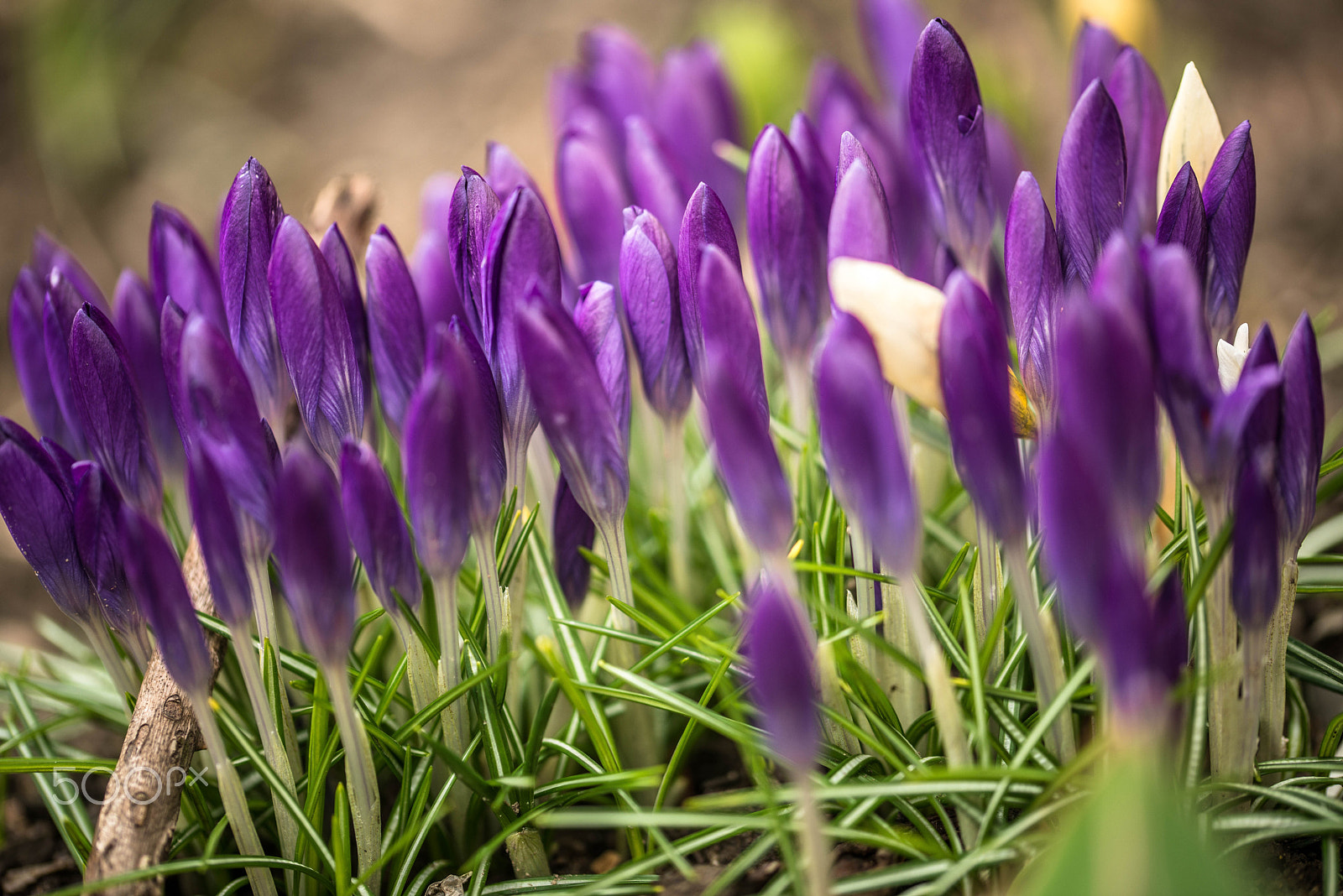 Sigma 105mm F2.8 EX DG OS HSM sample photo. Krokusy photography