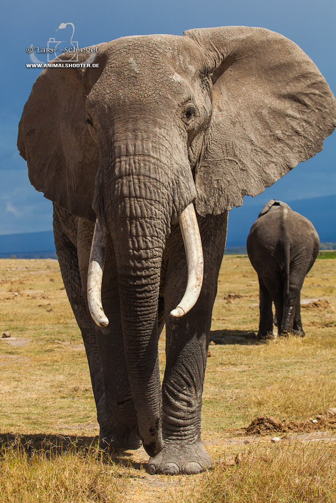 Canon EF 100-400mm F4.5-5.6L IS USM sample photo. Big bull photography