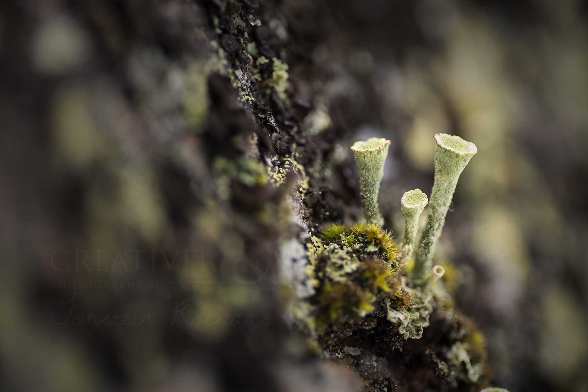 A Series Lens sample photo. Cladonia digitata photography