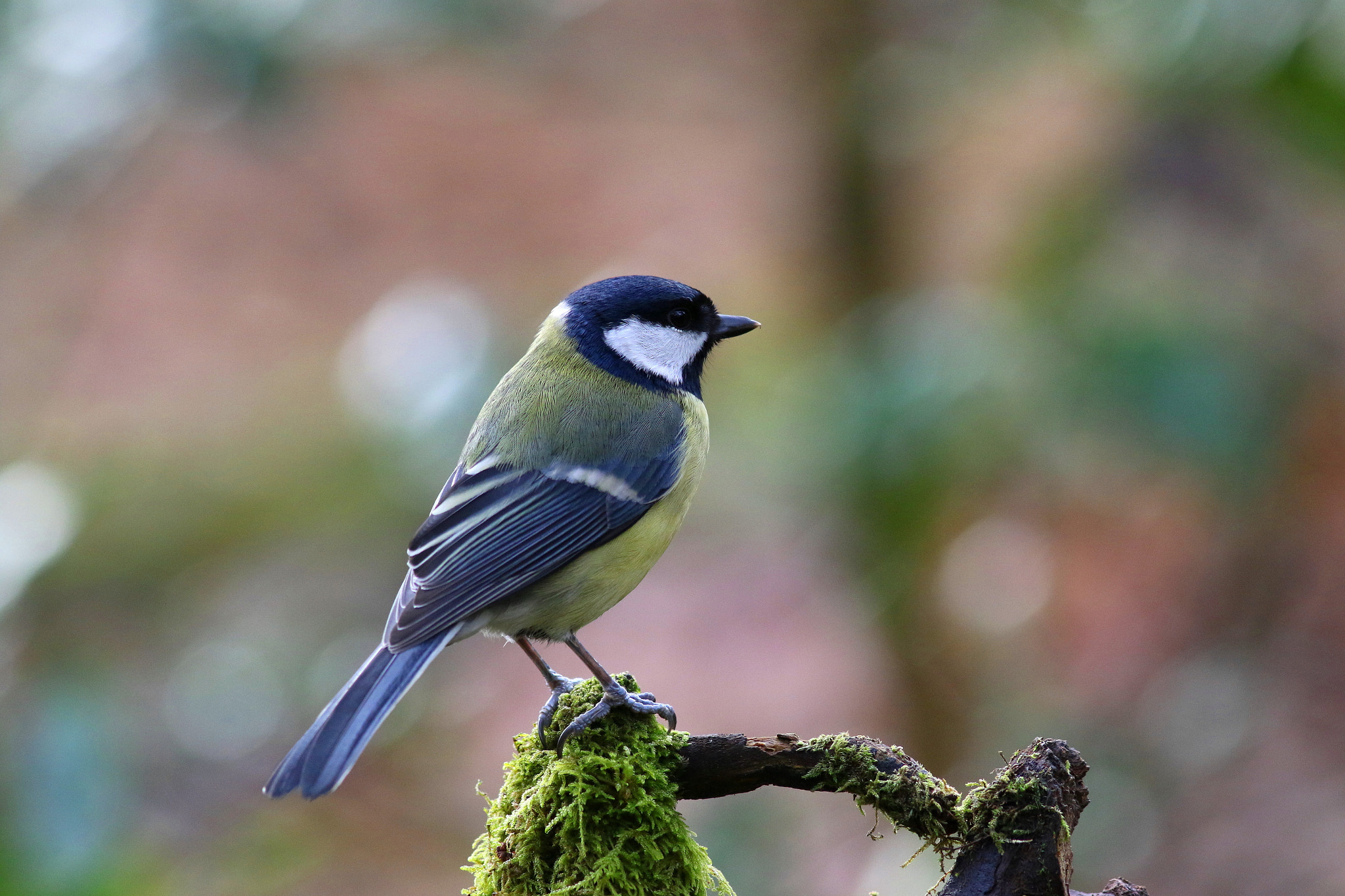Canon EF 300mm F4L IS USM sample photo. Great tit photography