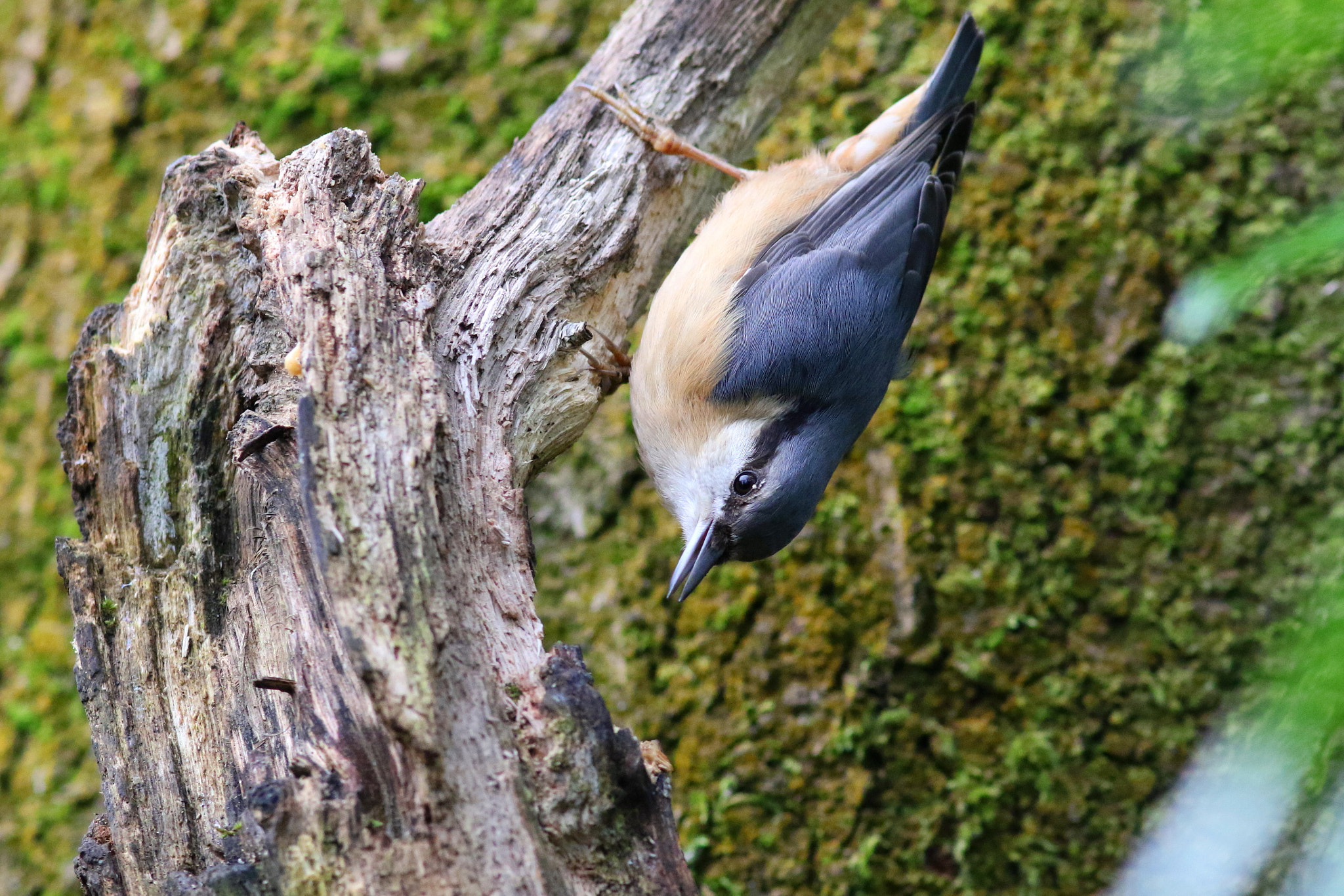 Canon EF 300mm F4L IS USM sample photo. Nuthatch photography
