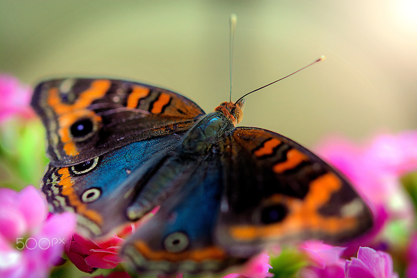 Nikon AF-S Micro-Nikkor 60mm F2.8G ED sample photo. Borboleta colorida-colorful butterfly photography
