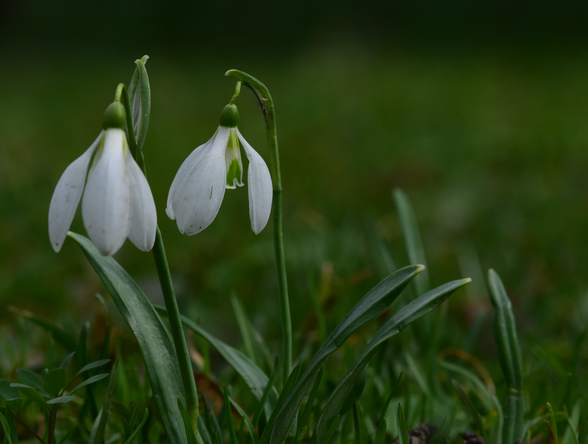 Nikon AF-S DX Micro-Nikkor 85mm F3.5G ED VR sample photo. Spring signs photography