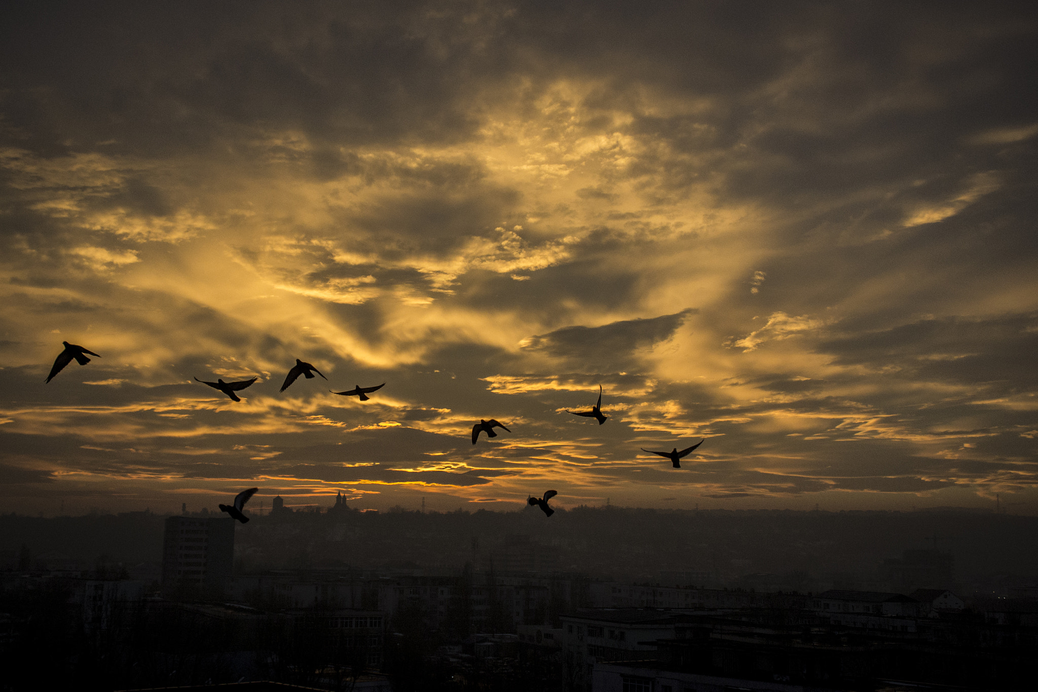 Nikon D3100 + Sigma 18-50mm F2.8-4.5 DC OS HSM sample photo. Sunset birds photography