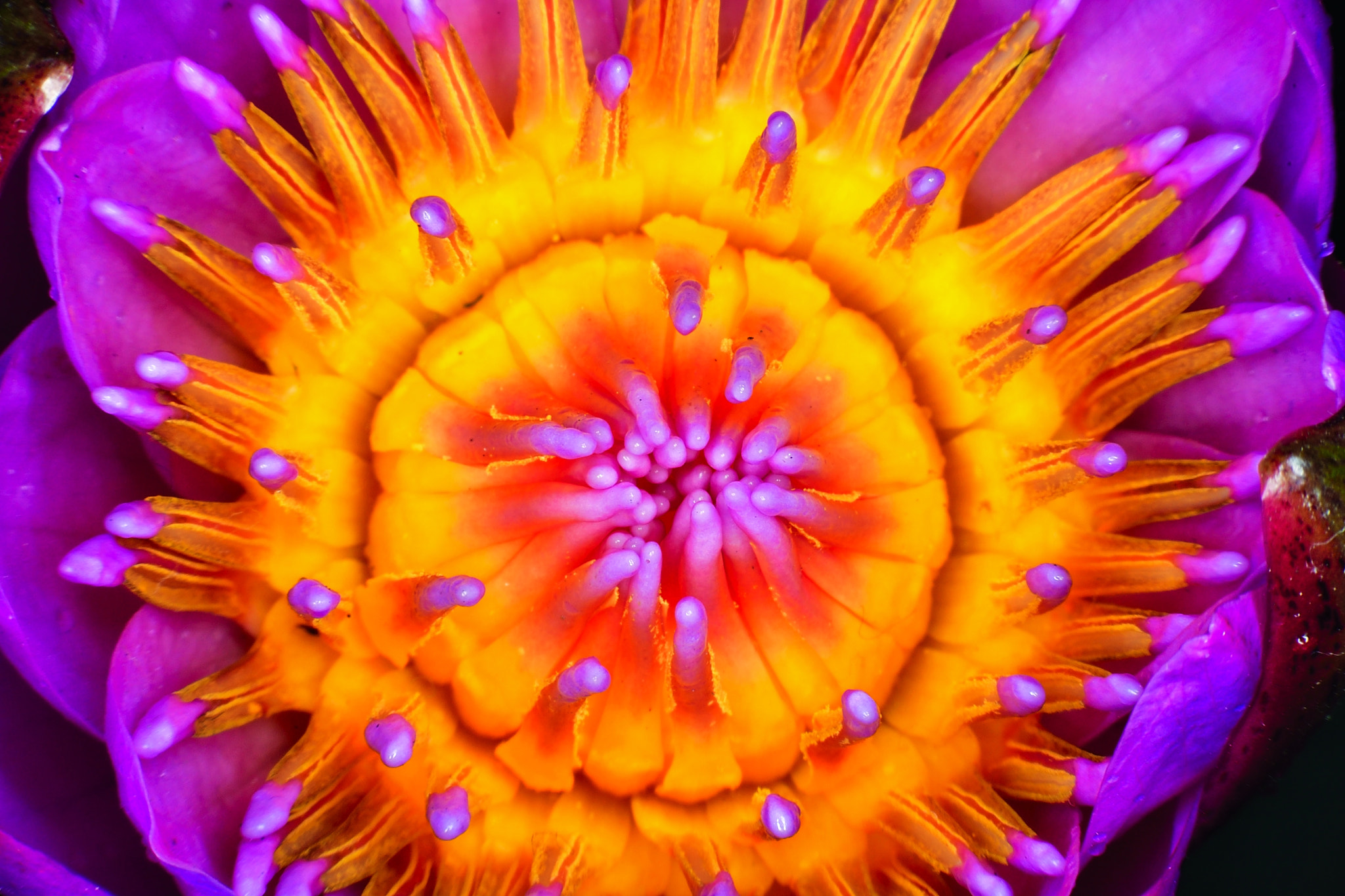 Nikon D5 sample photo. Engine photography