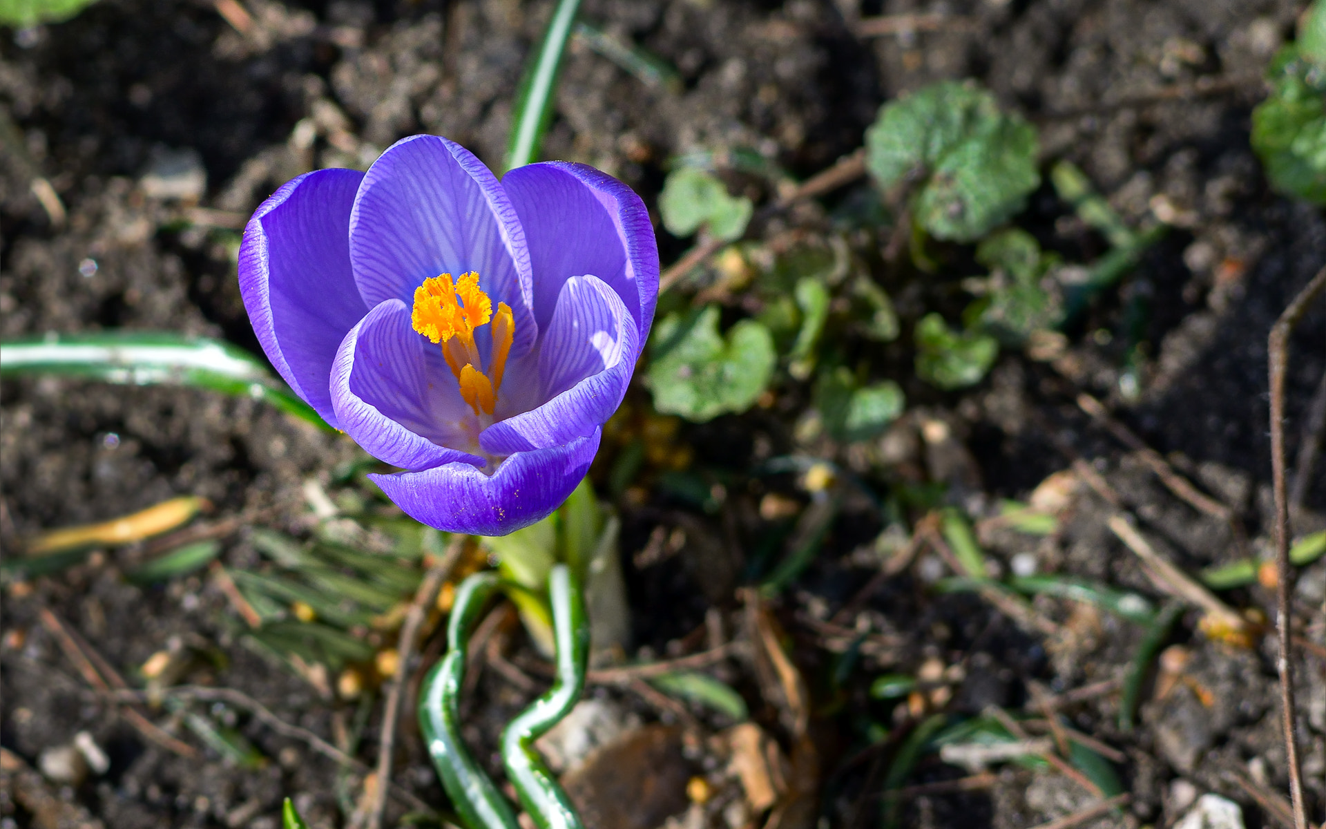Nikon D800 + AF Nikkor 70-210mm f/4-5.6 sample photo. Krokus photography