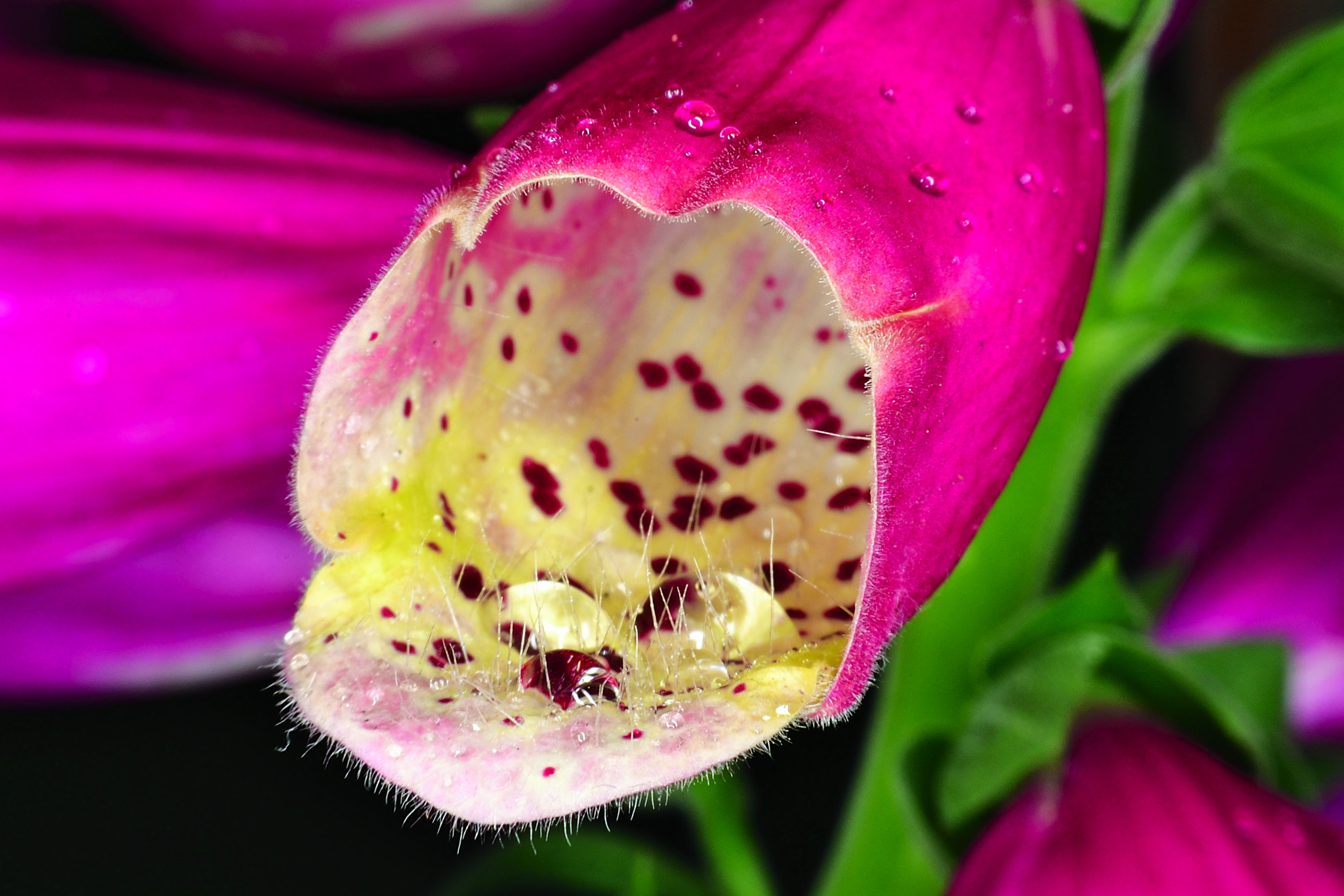 Nikon D5 sample photo. Drops photography