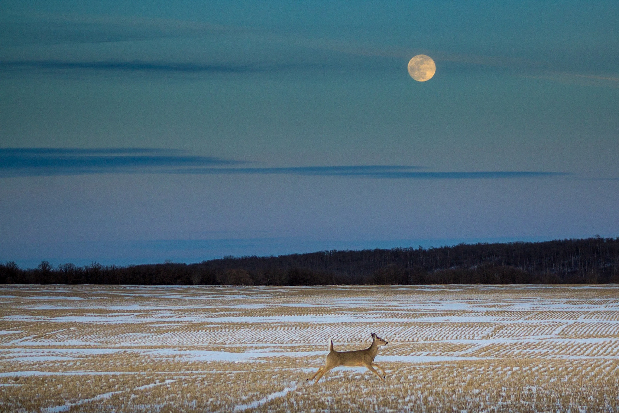 Canon EOS 600D (Rebel EOS T3i / EOS Kiss X5) + EF75-300mm f/4-5.6 sample photo. Full moon and a little deer photography