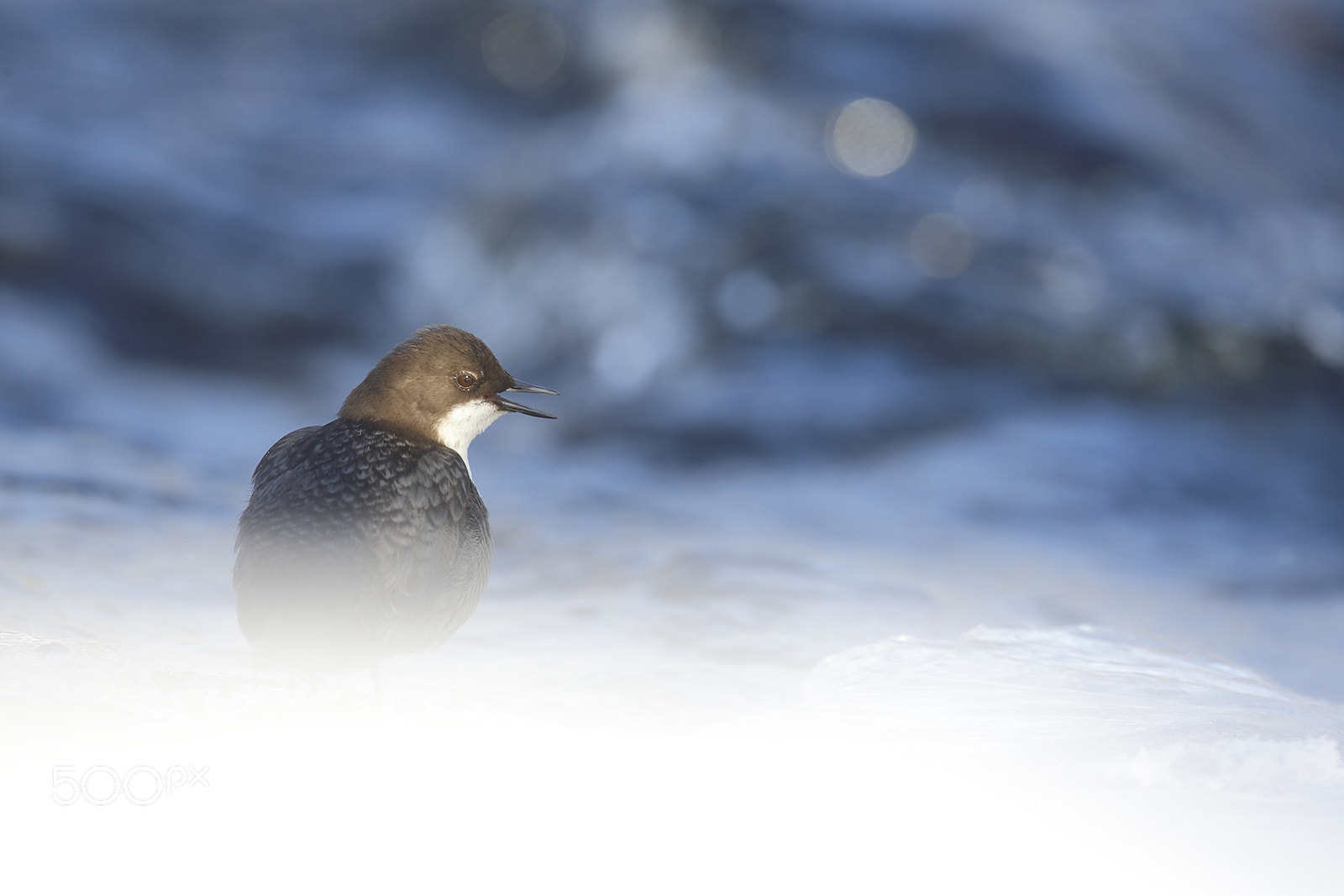 Canon EF 500mm F4L IS II USM sample photo. Dipper photography