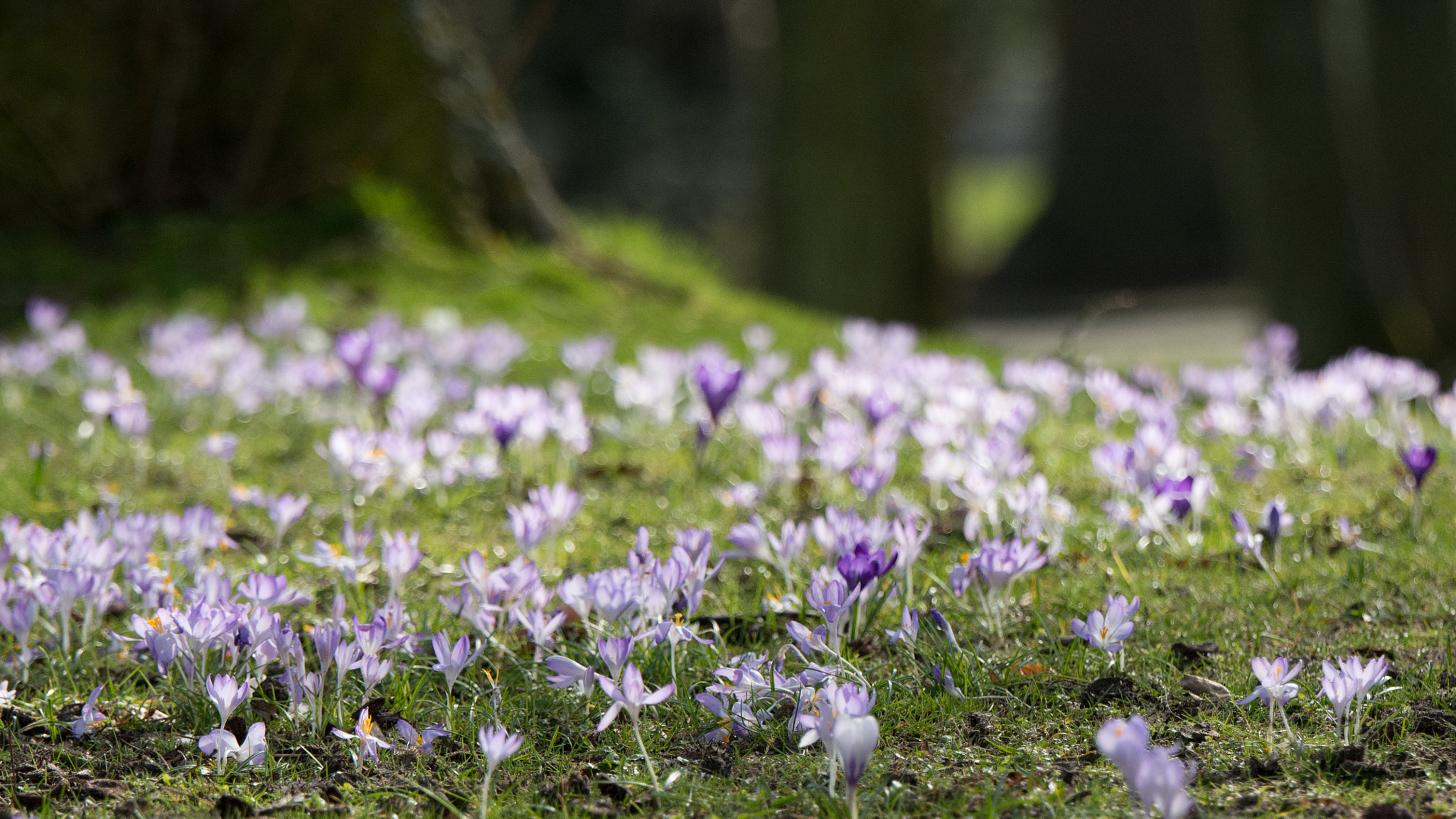 Nikon D7100 + Tamron SP 70-200mm F2.8 Di VC USD sample photo. Sprinkled flowers in the woods photography