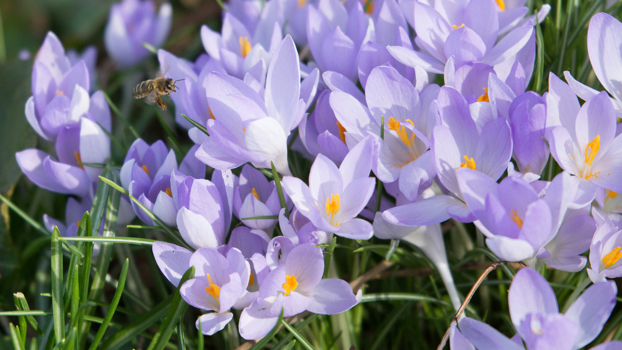 Nikon D7100 + Tamron SP 70-200mm F2.8 Di VC USD sample photo. Bee happy spring is coming photography