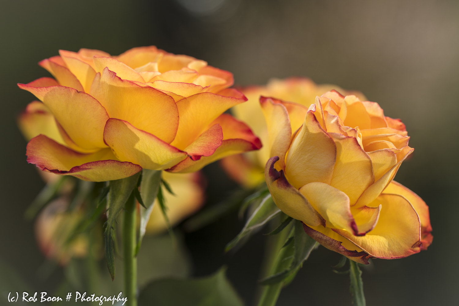 Canon EF 100mm F2.8L Macro IS USM sample photo. Roses photography
