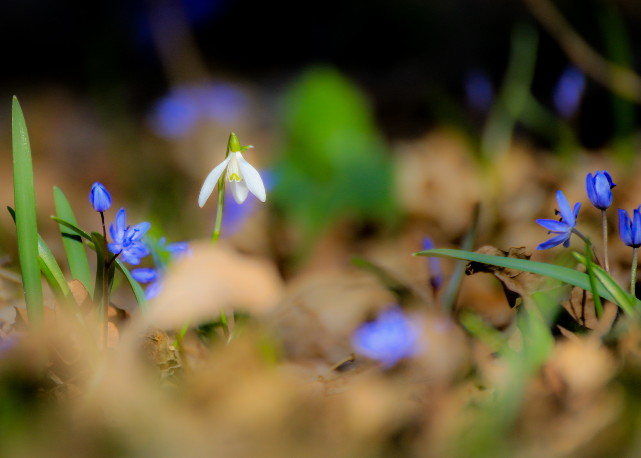 Tamron SP 35mm F1.8 Di VC USD sample photo. Ghiocel 1 photography