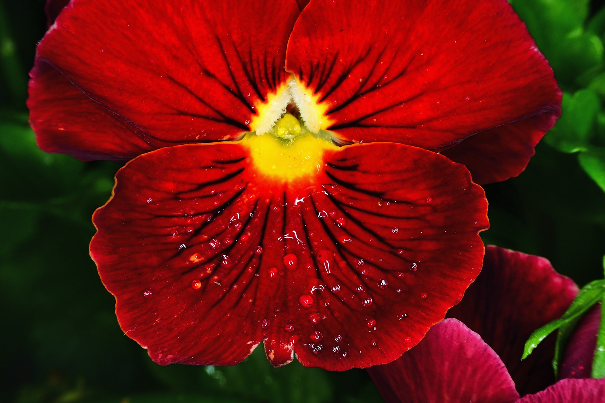 Nikon D5 sample photo. Sunshine photography