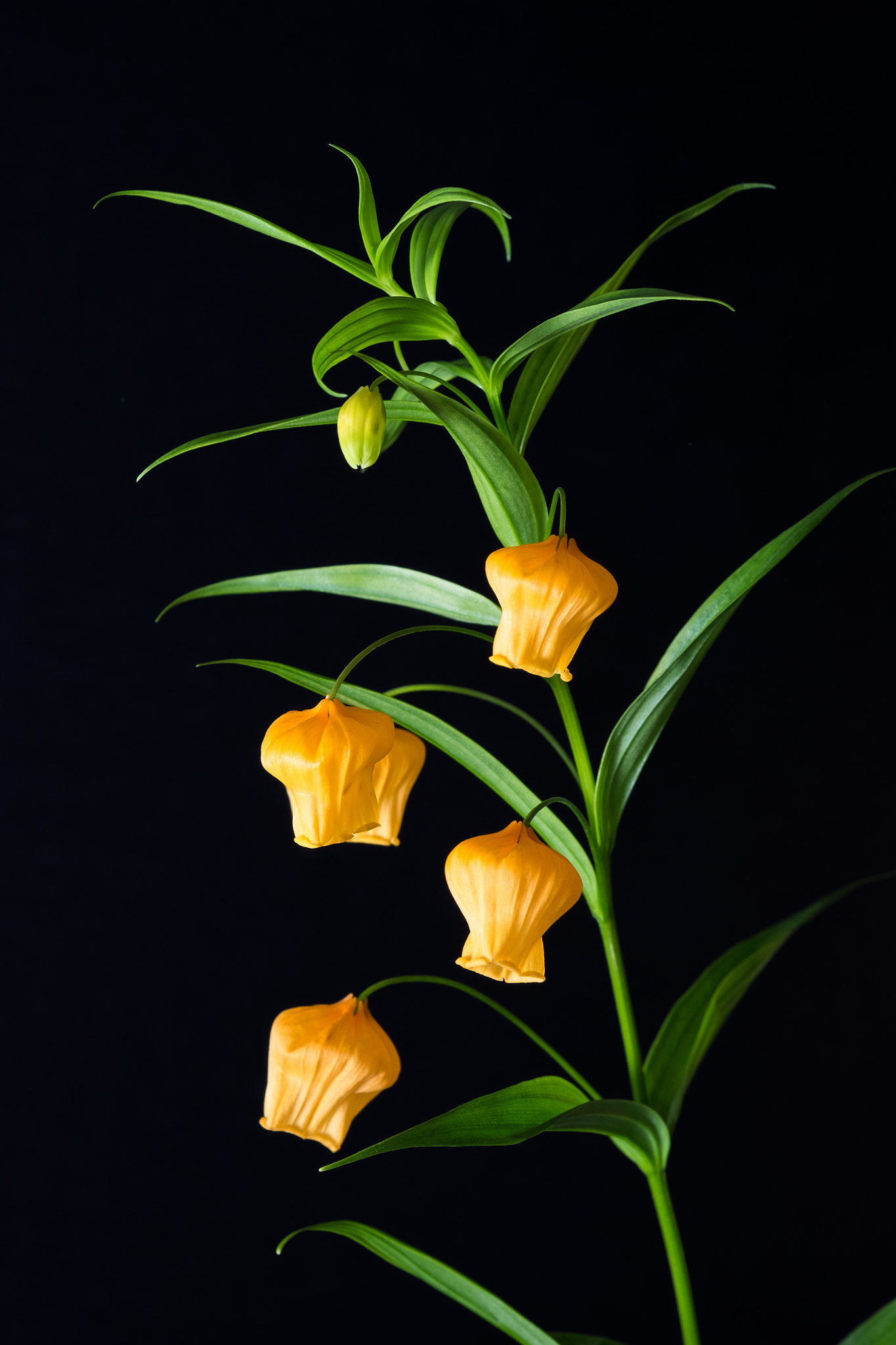 Fujifilm X-T1 + Fujifilm XF 60mm F2.4 R Macro sample photo. Dark site of the flower (orange) photography