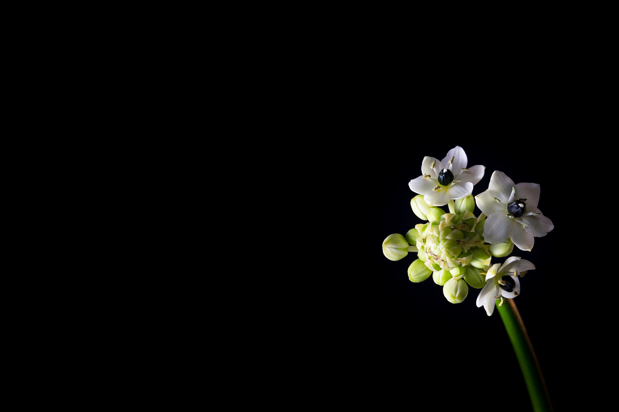 Fujifilm X-T1 + Fujifilm XF 60mm F2.4 R Macro sample photo. Dark site of the flower (white) photography