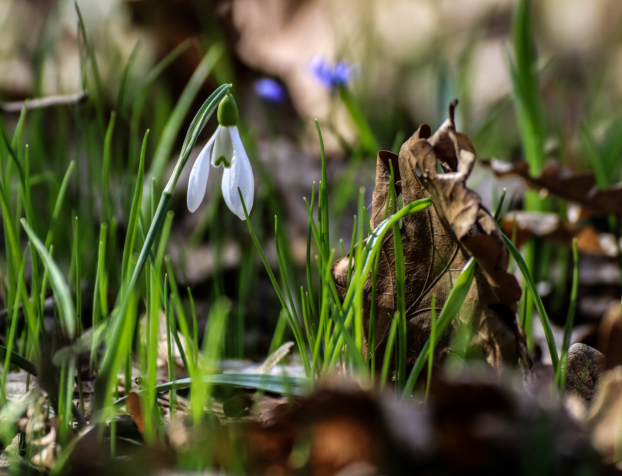 Tamron SP 35mm F1.8 Di VC USD sample photo. Ghiocel 2 photography