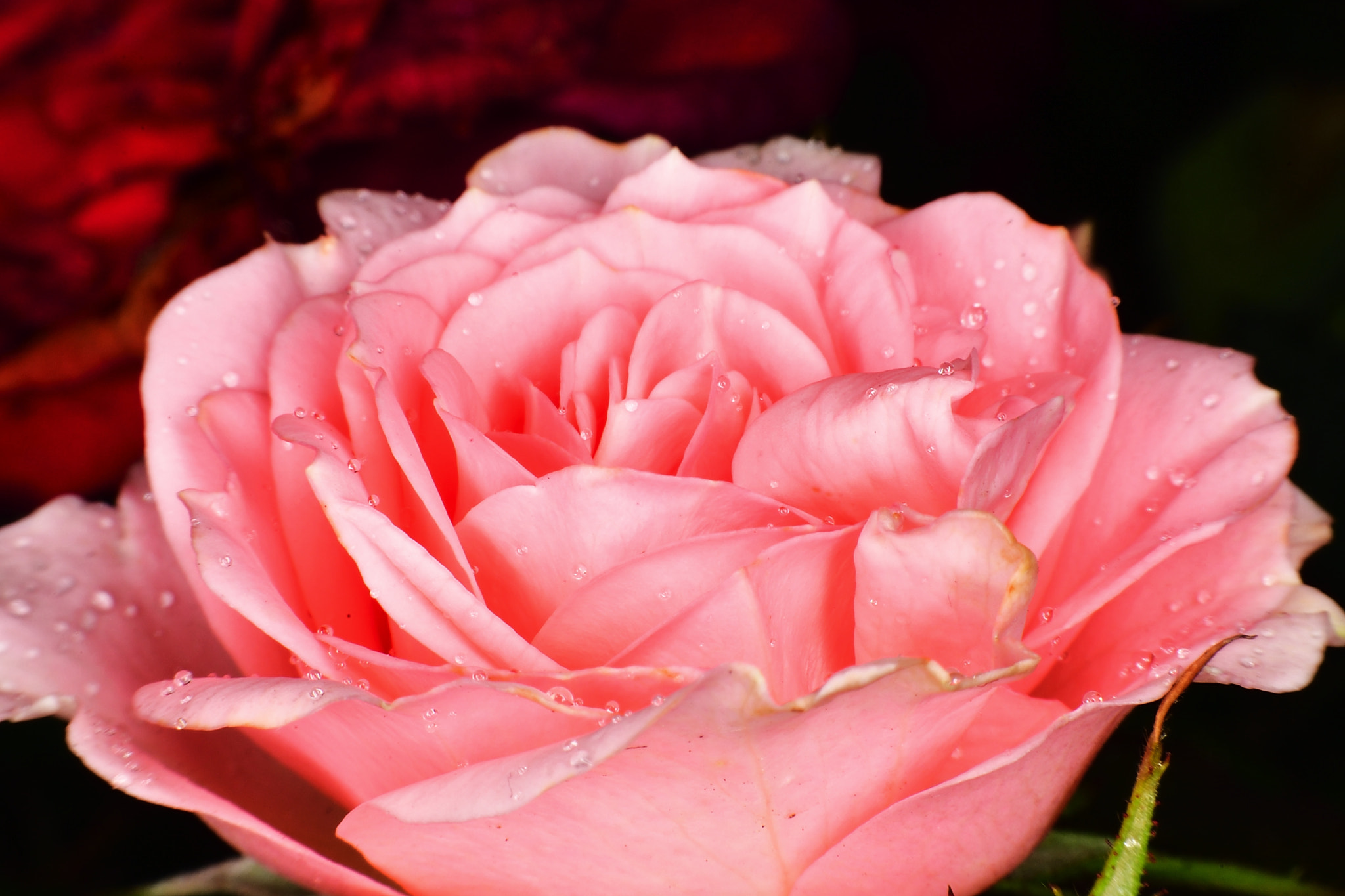 Nikon D5 sample photo. Lady photography