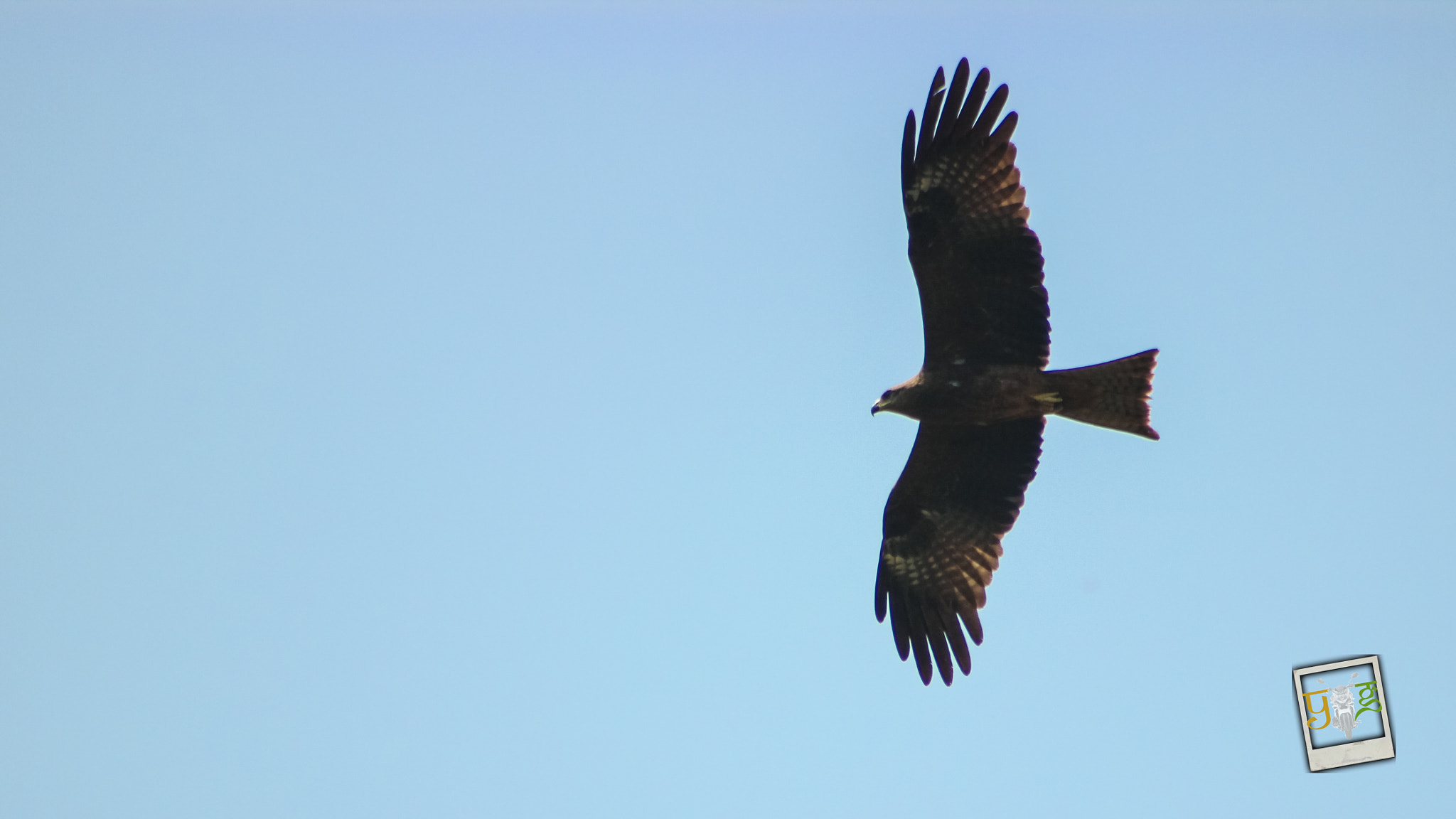 Canon EF 75-300mm f/4-5.6 USM sample photo. Spotted eagle photography