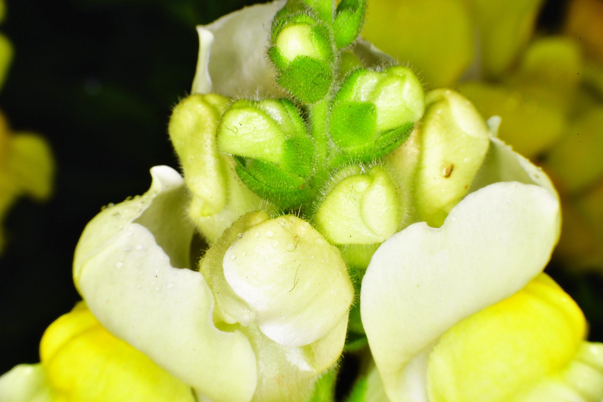 Nikon D5 sample photo. Coming out photography