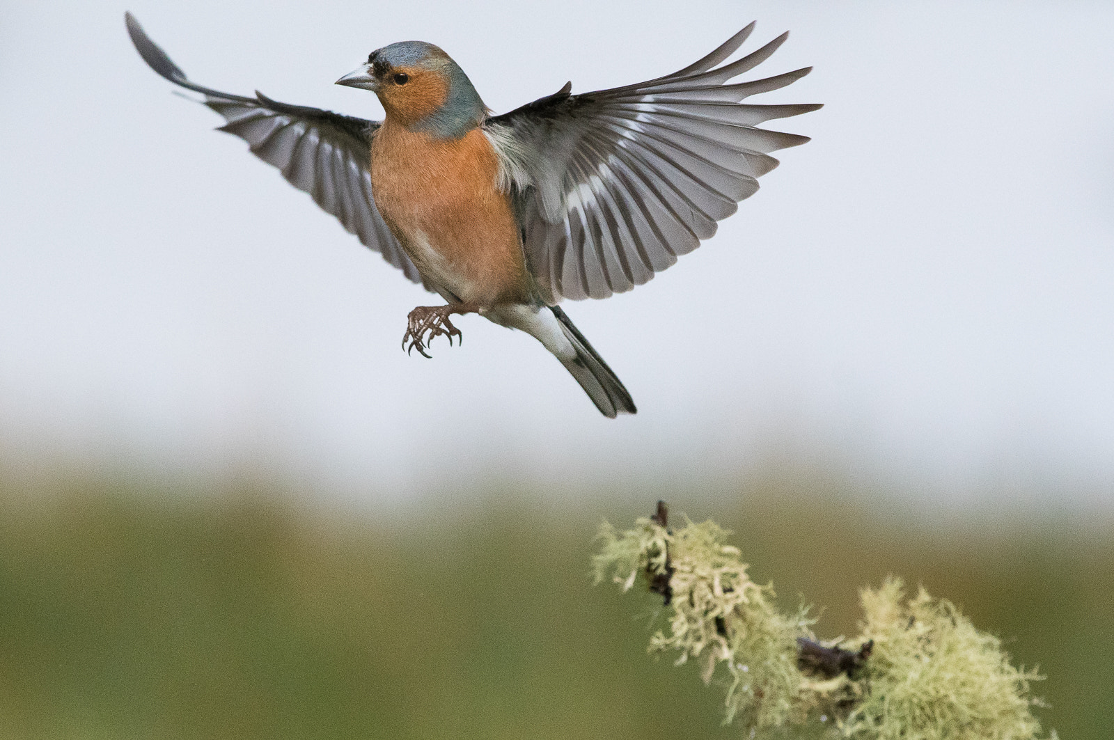 Nikon D500 + Nikon AF-S Nikkor 300mm F4D ED-IF sample photo. Lift off! photography