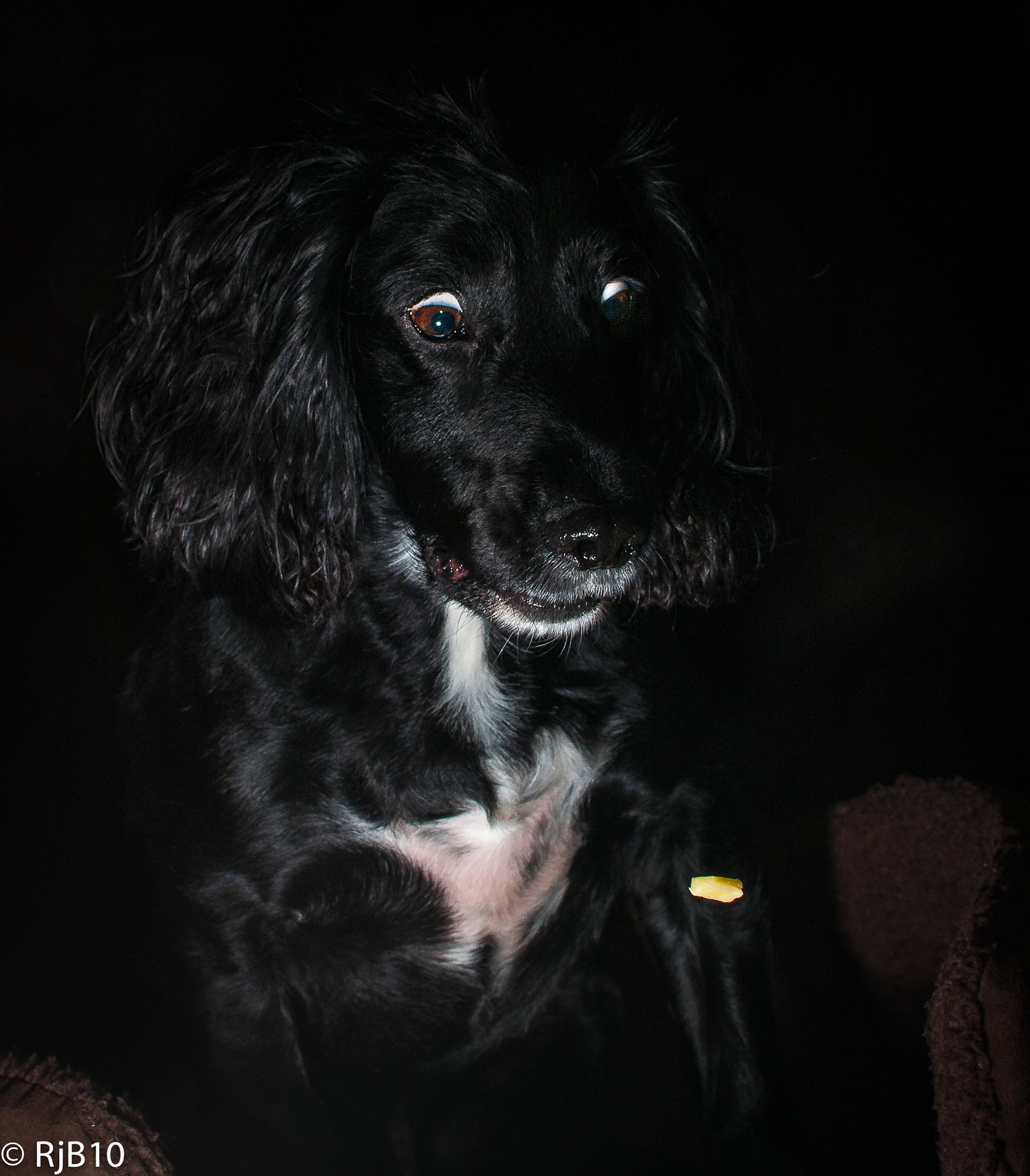 Nikon D300S sample photo. Treats! photography