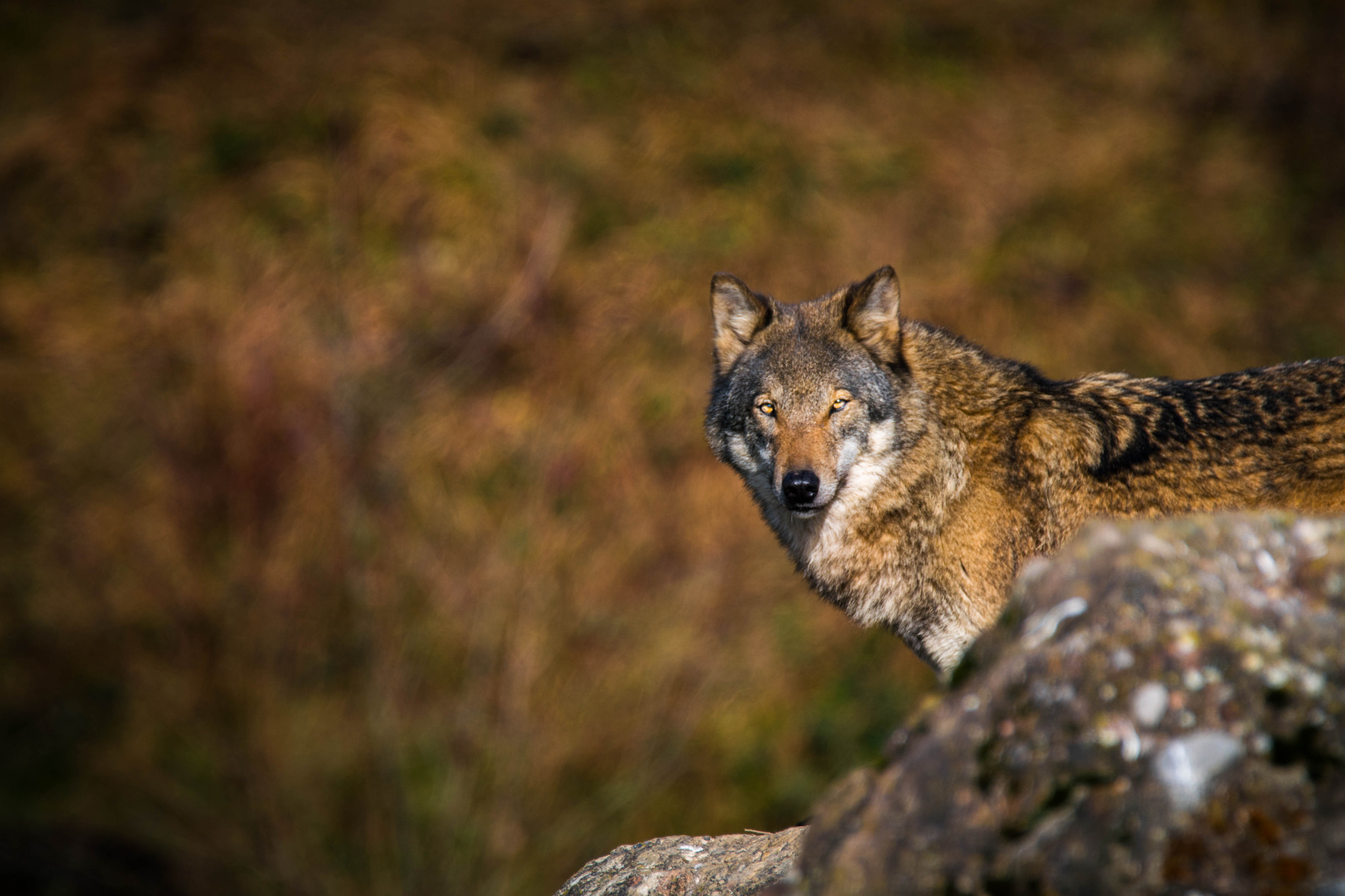 Nikon D500 sample photo. Lone wolf photography