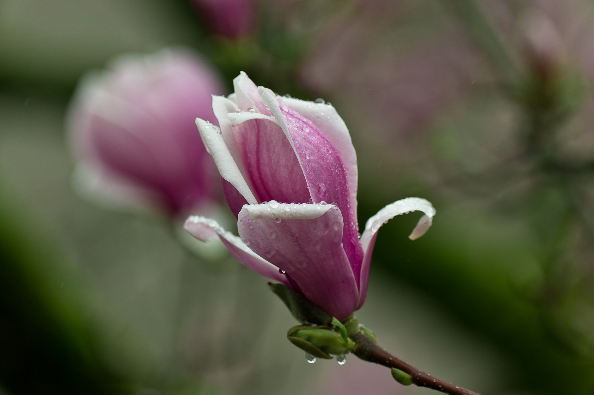 Pentax K-3 sample photo. Fleur de magnolia photography