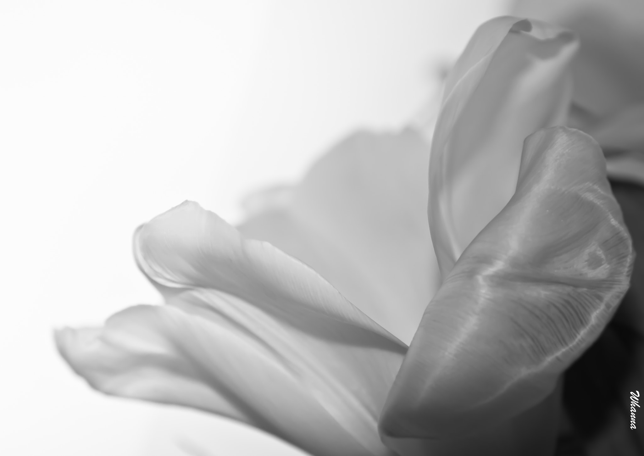 Canon EOS 60D sample photo. Featherlight touch photography