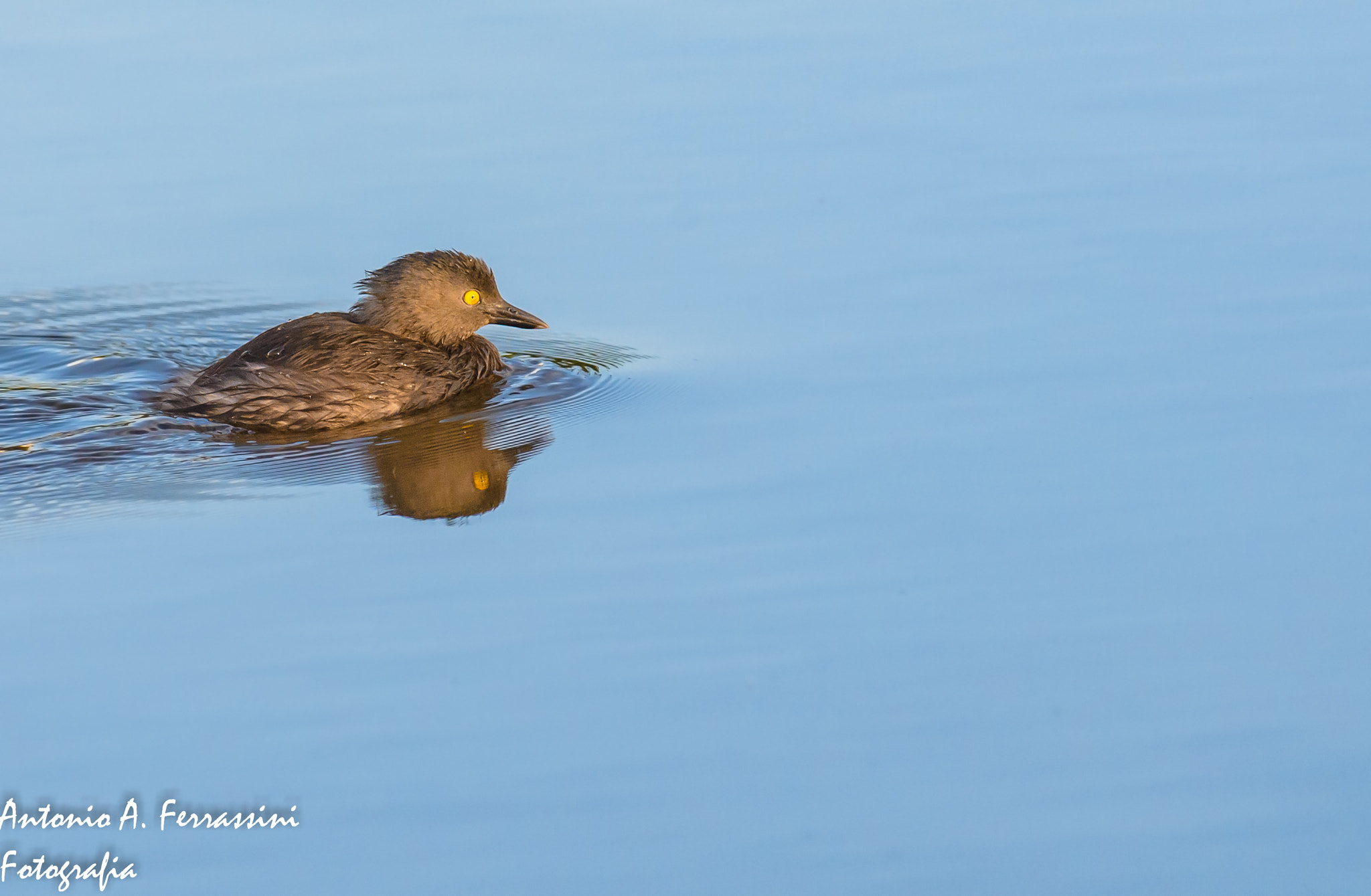 Nikon D610 + Nikon AF-S Nikkor 300mm F4D ED-IF sample photo. Mergulhao pequeno photography