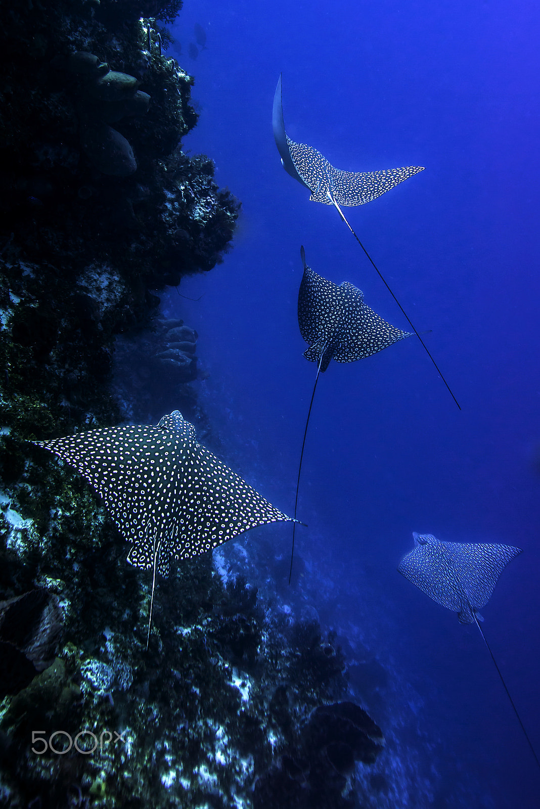 Nikon D800E sample photo. Flight of the eagle rays photography