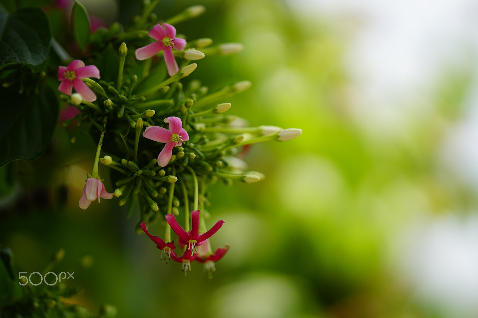 Sony a6300 + ZEISS Batis 85mm F1.8 sample photo. Wide flowers photography