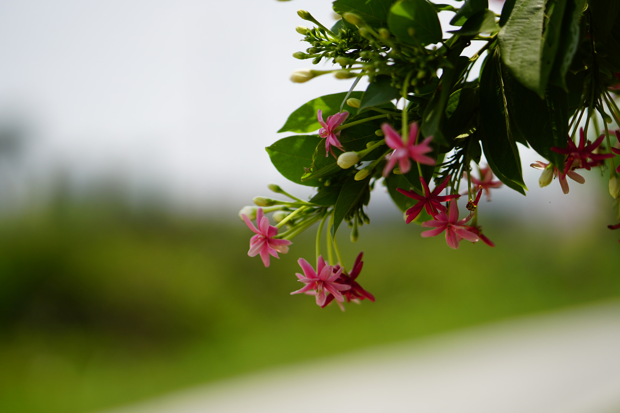 Sony a6300 + ZEISS Batis 85mm F1.8 sample photo. Wide flowers photography