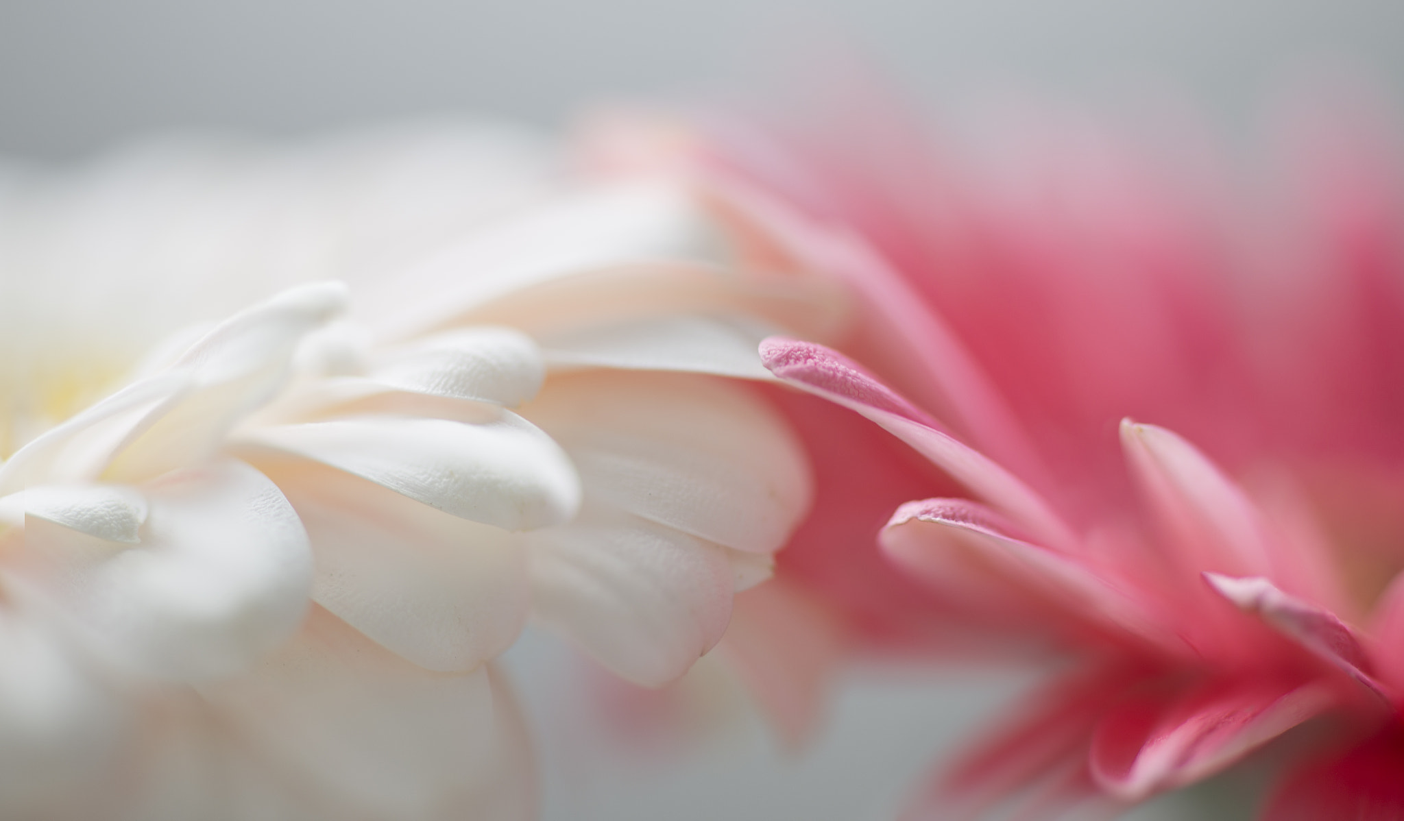 Canon EOS 6D + ZEISS Makro-Planar T* 100mm F2 sample photo. Flower photography