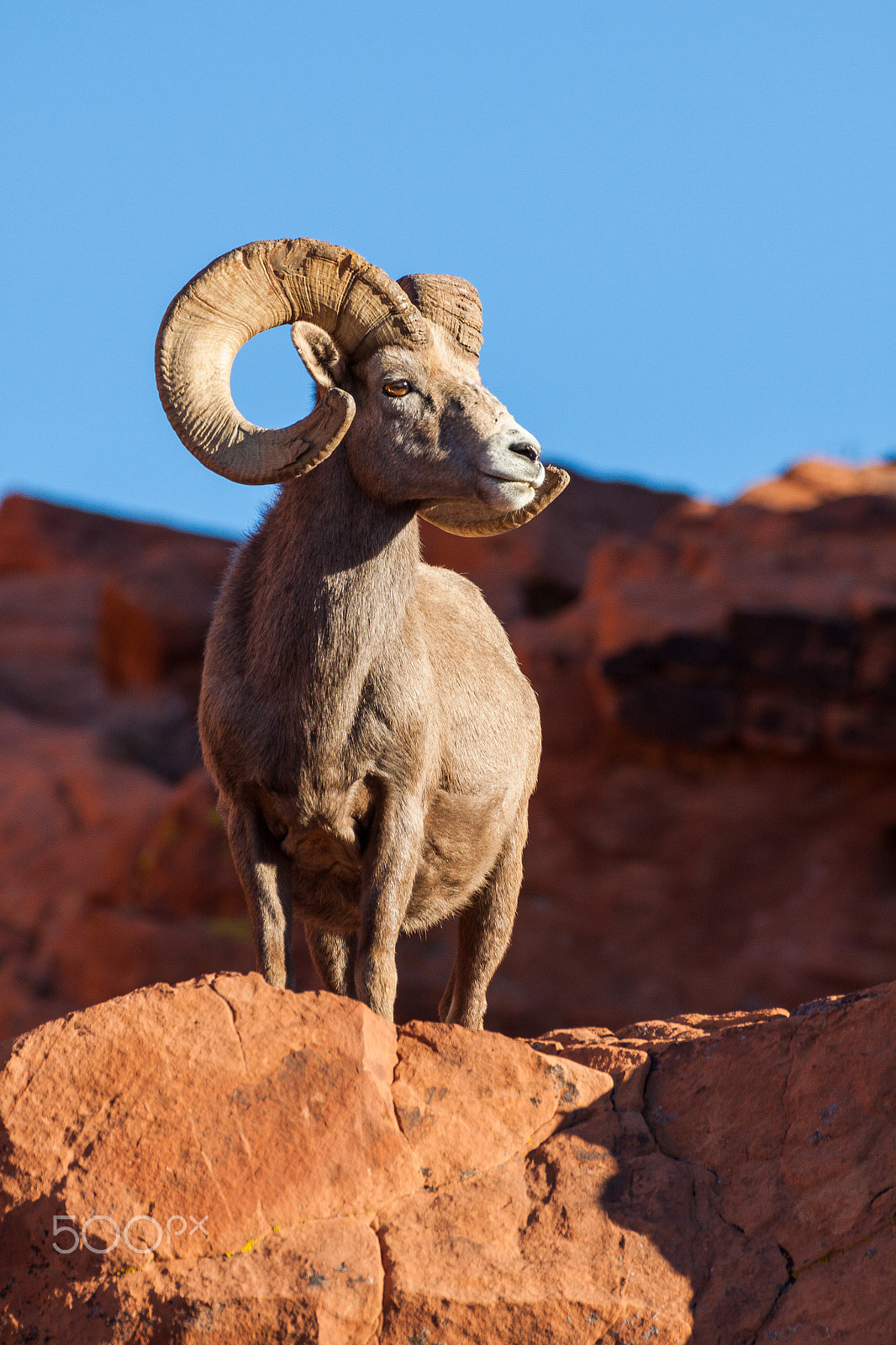 Canon EF 100-400mm F4.5-5.6L IS USM sample photo. Desert bighorn sheep ram photography