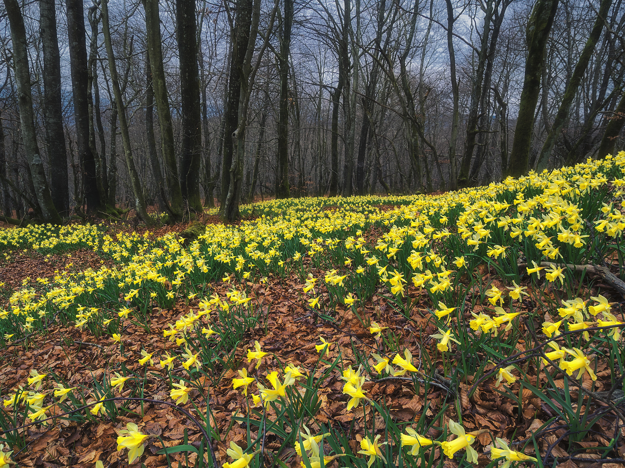 Olympus OM-D E-M5 + OLYMPUS M.9-18mm F4.0-5.6 sample photo. Narcissus (bizkaia) photography