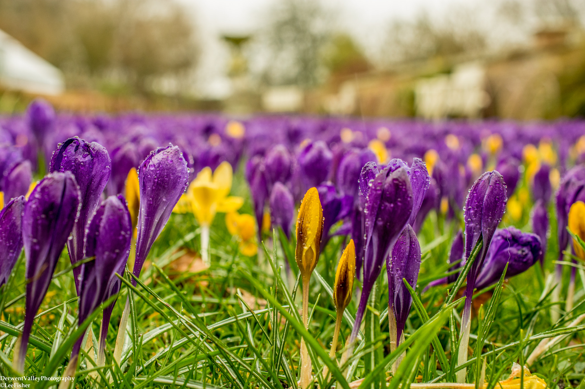 Nikon AF-S DX Micro Nikkor 40mm F2.8 sample photo. Crocus carpet photography