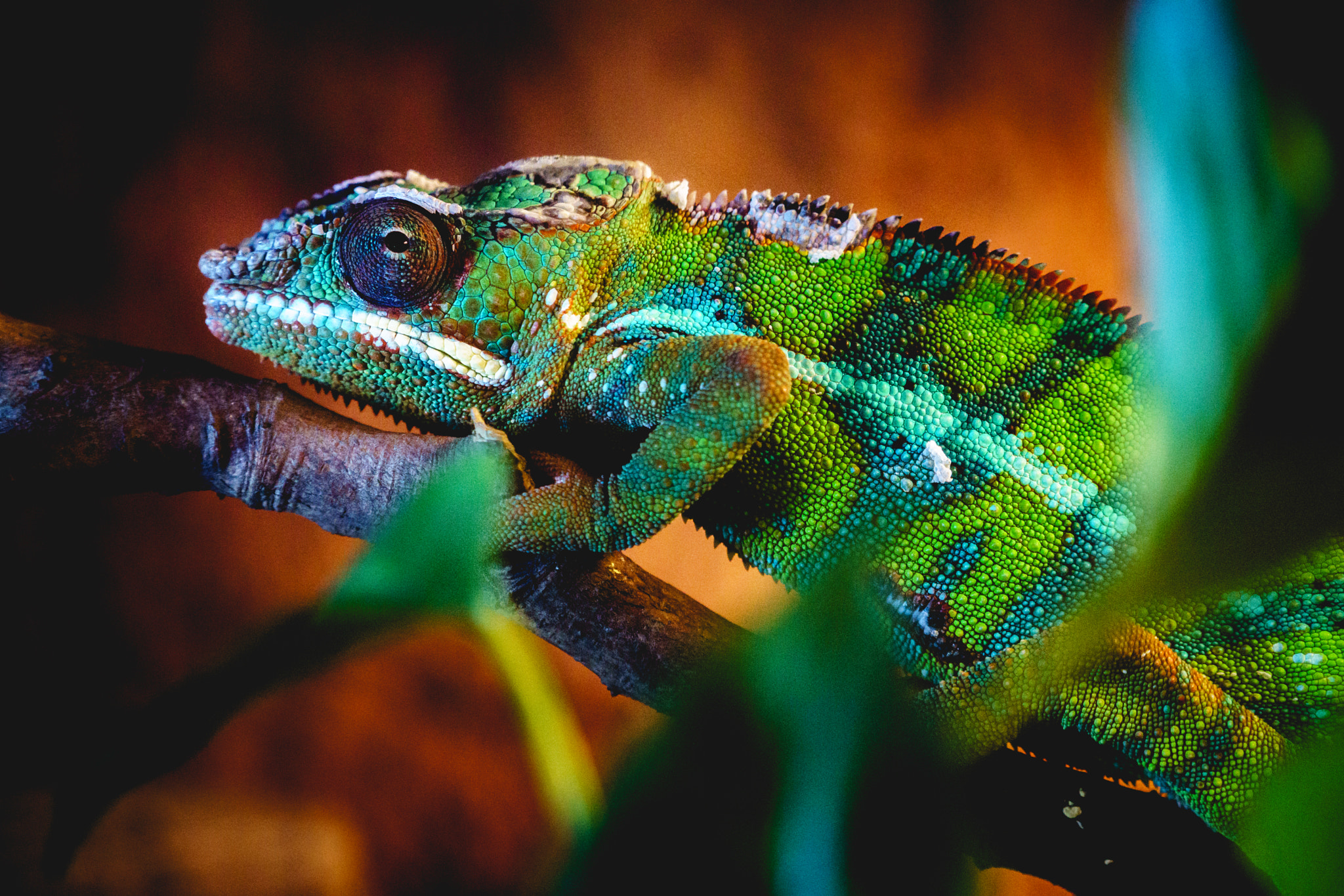 Sony a6000 + Sony FE 70-200mm F4 G OSS sample photo. Chameleon photography