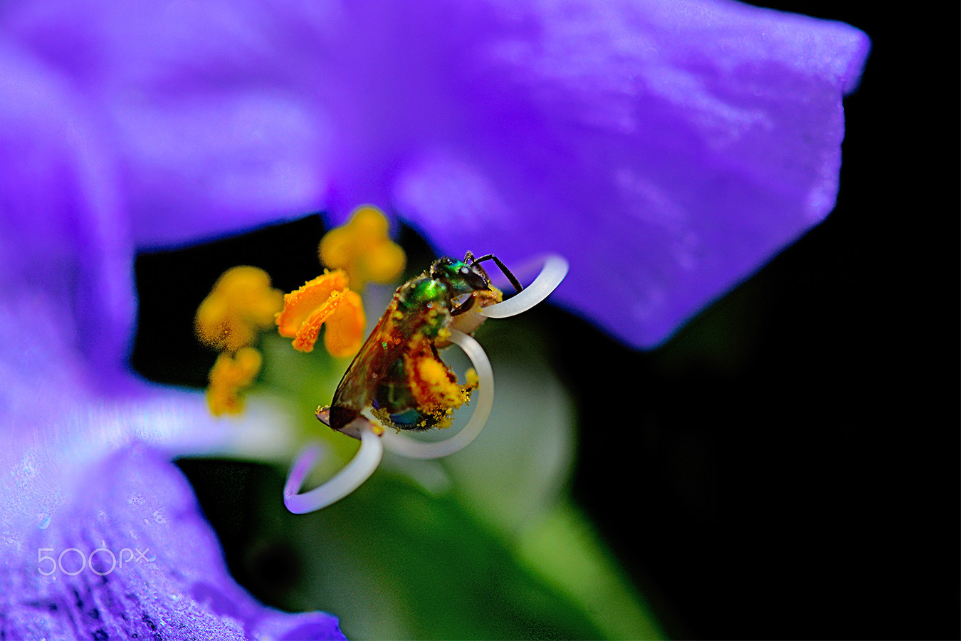 Nikon D7100 + Sigma 150mm F2.8 EX DG Macro HSM sample photo. Bee - bee collecting pollen photography